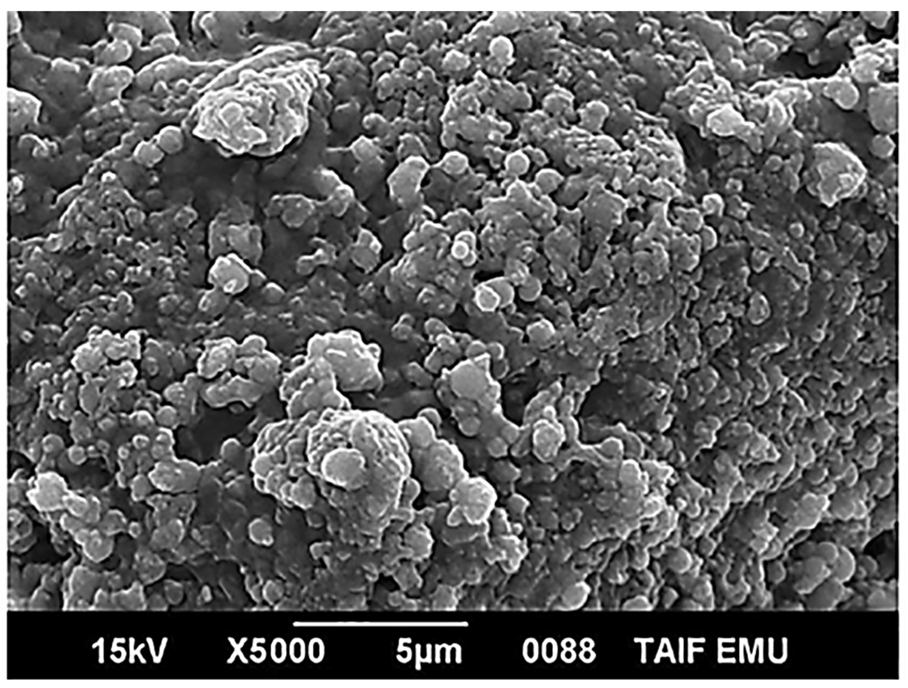 Diversity 13 00679 g004