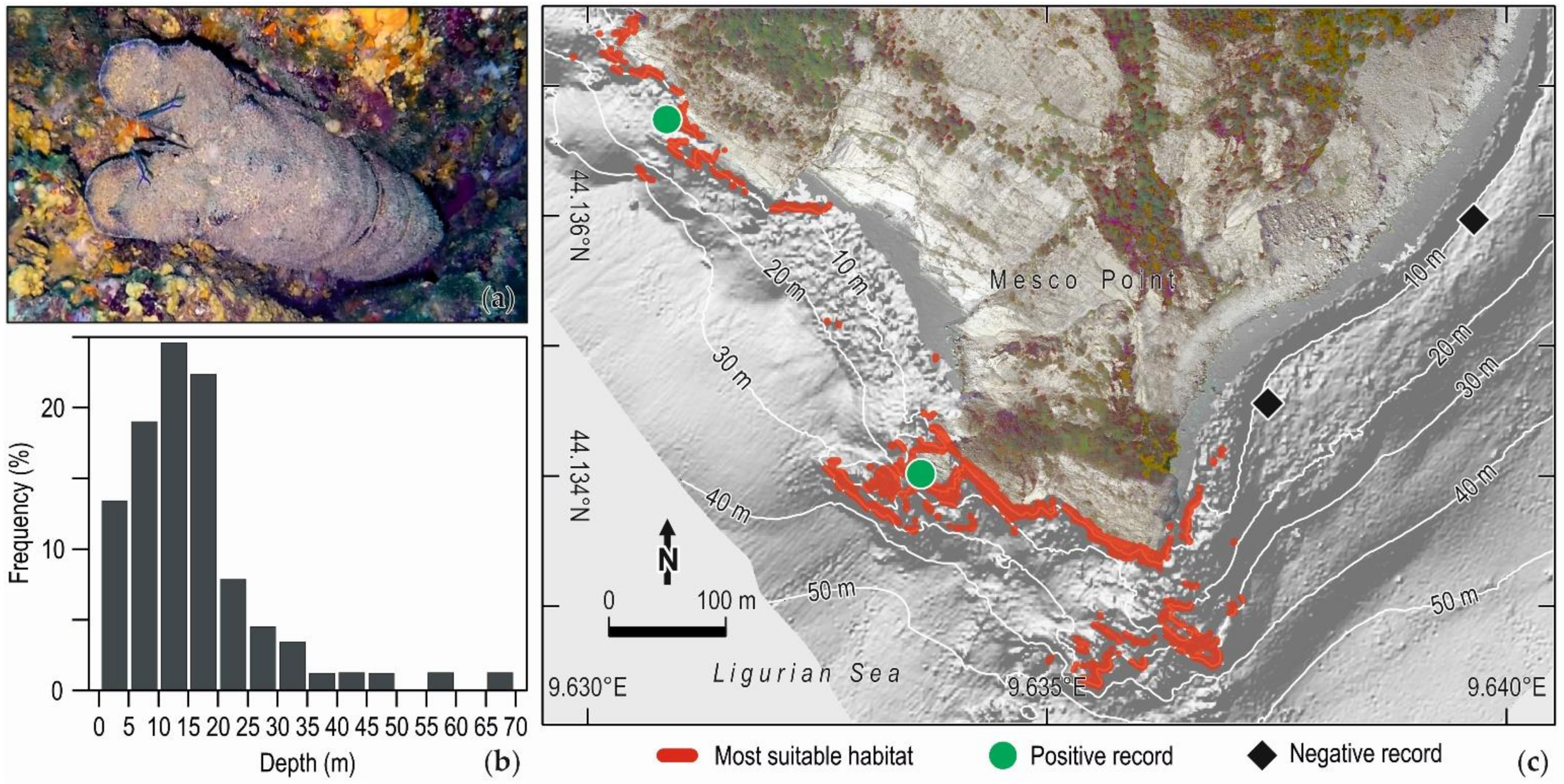 Diversity 14 00043 g003 Diversity 14 00043 g003