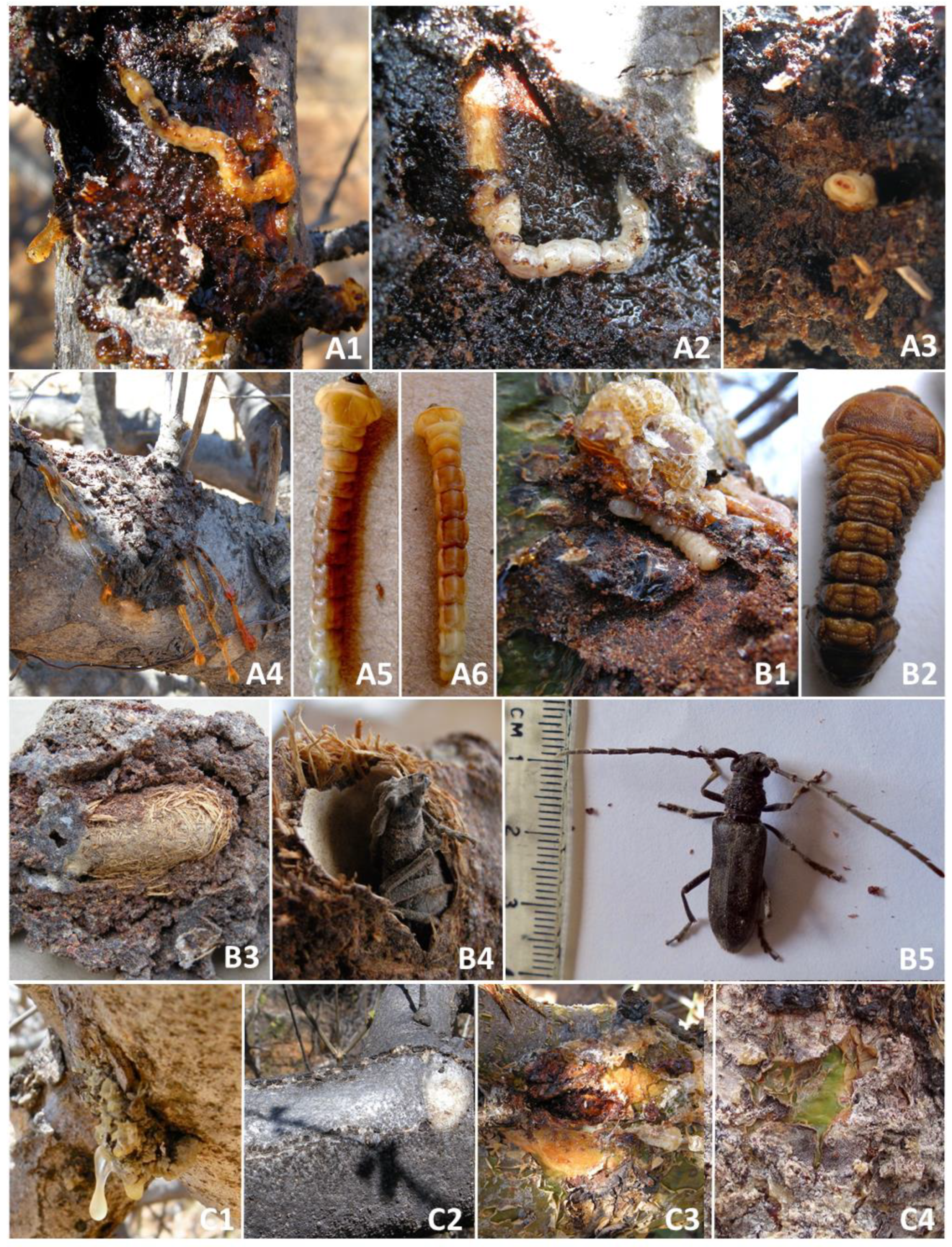 Diversity 14 00058 g001