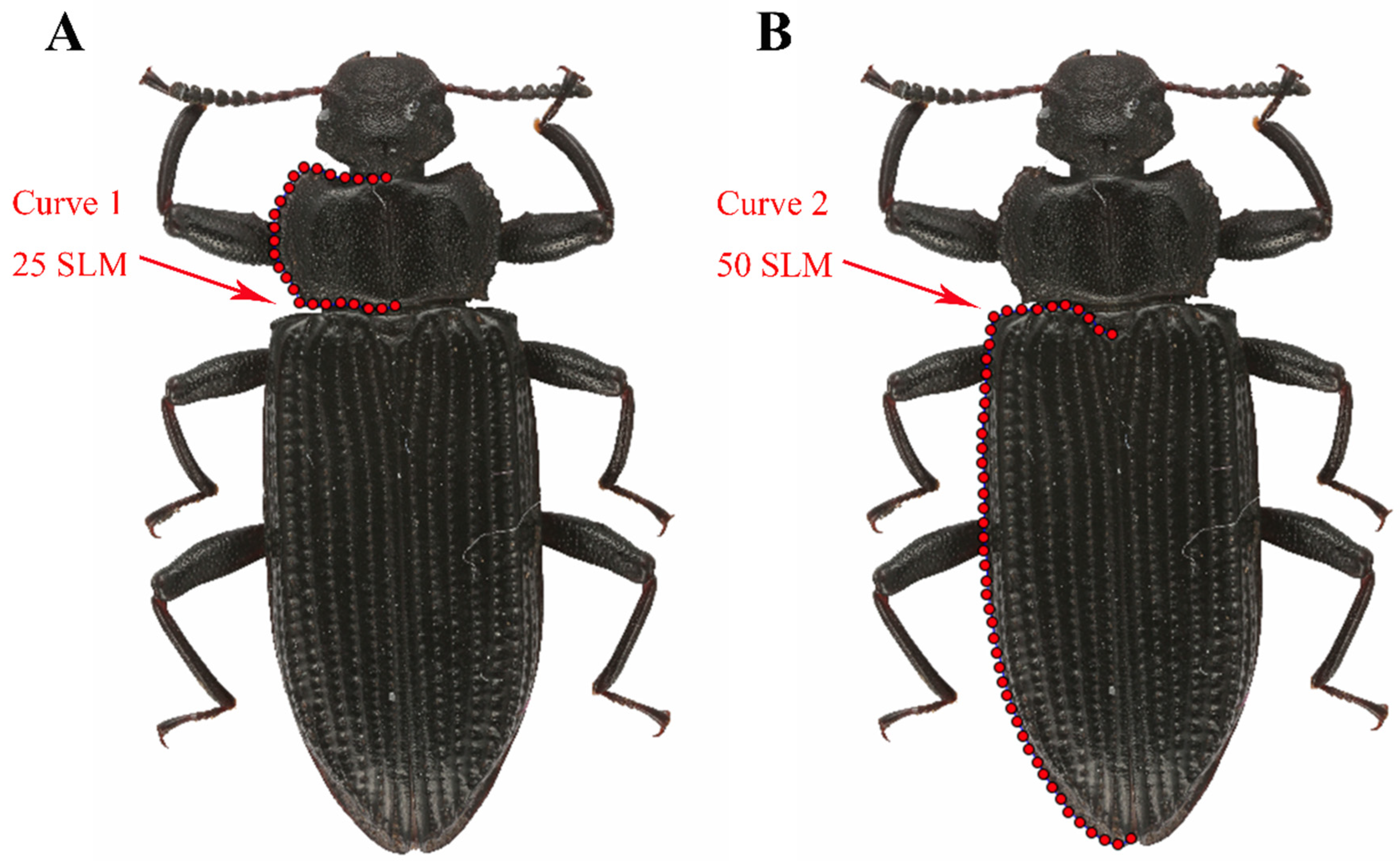Diversity 14 00060 g001