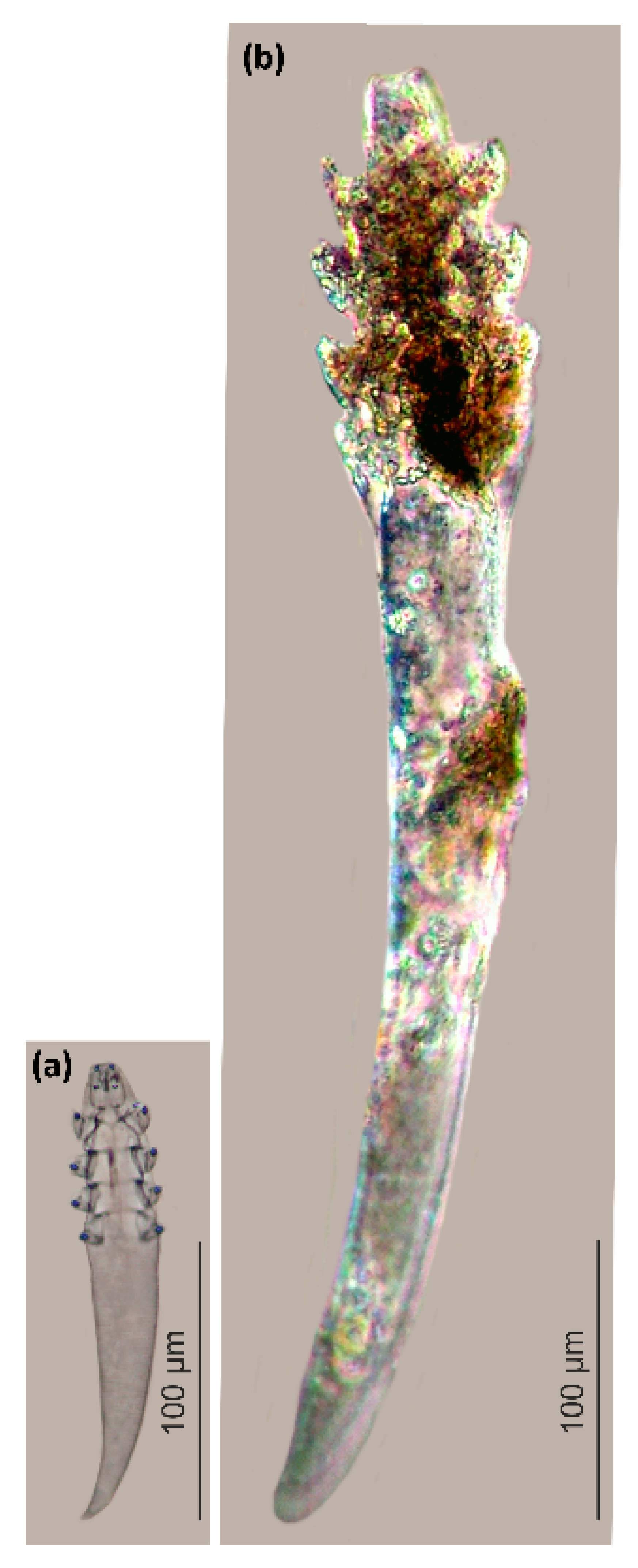 Diversity 14 00075 g002