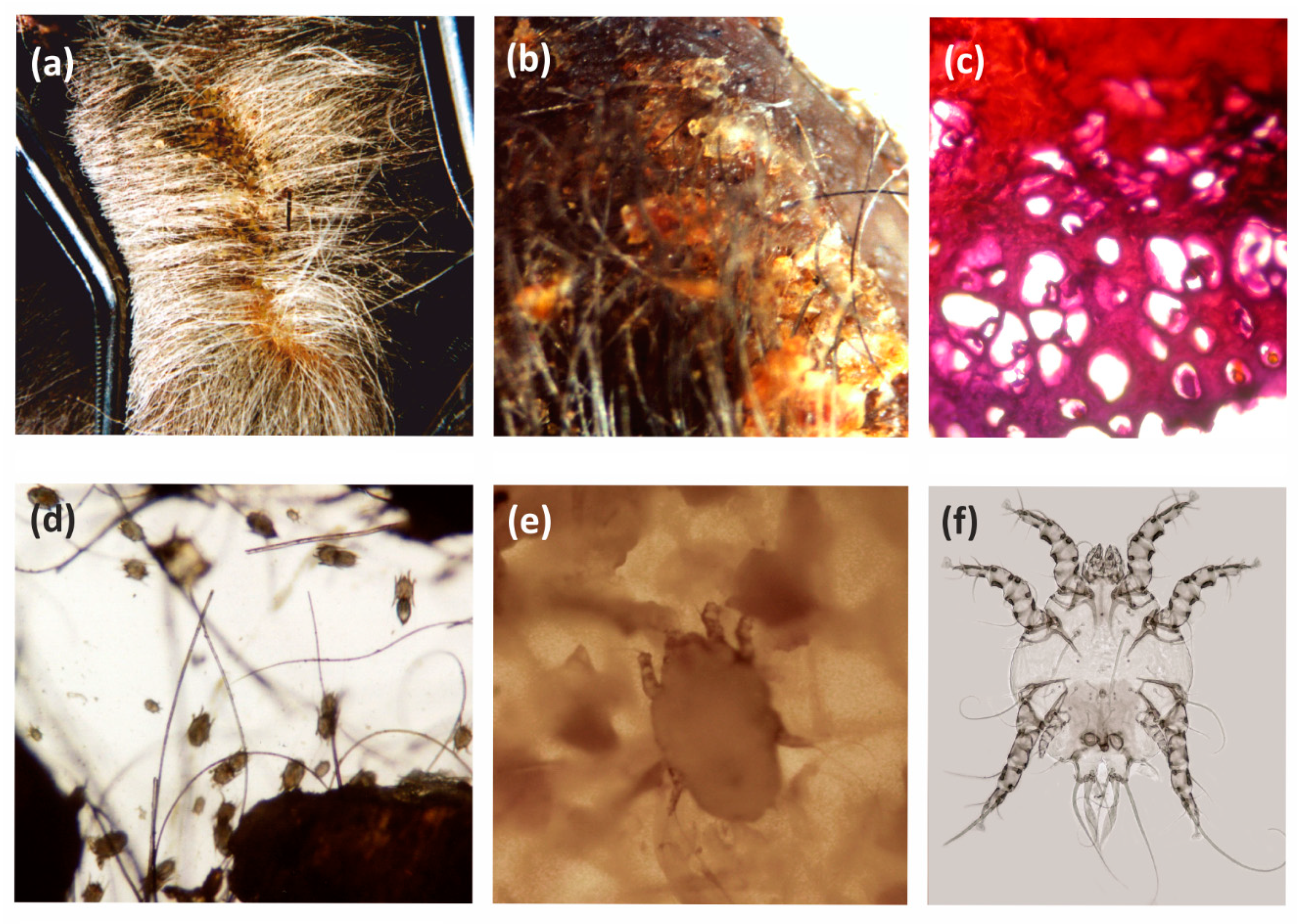 Diversity 14 00075 g003