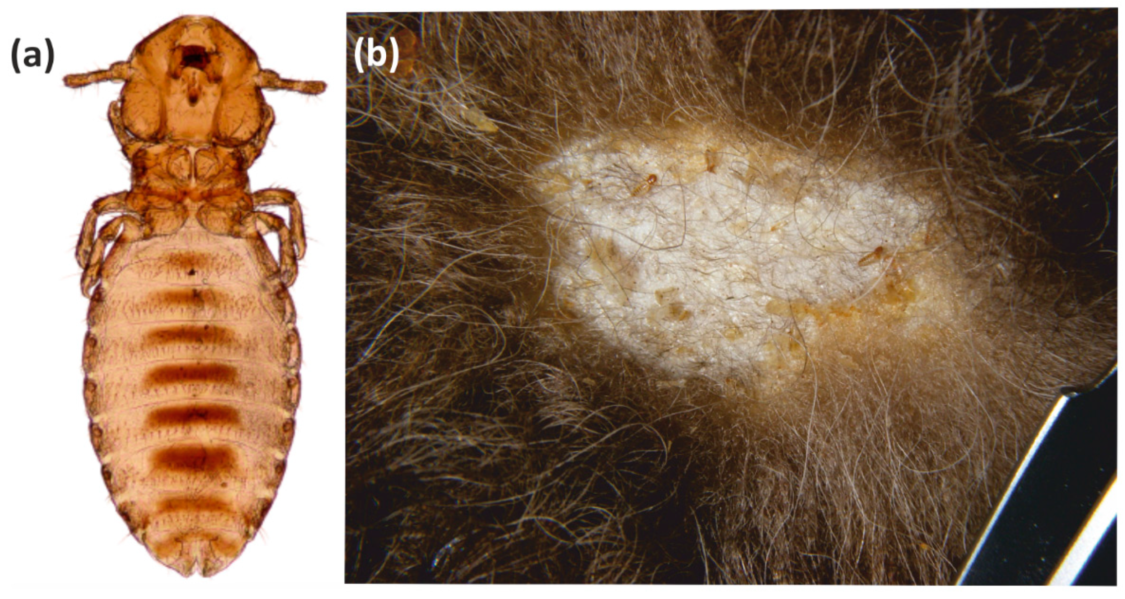 Diversity 14 00075 g005