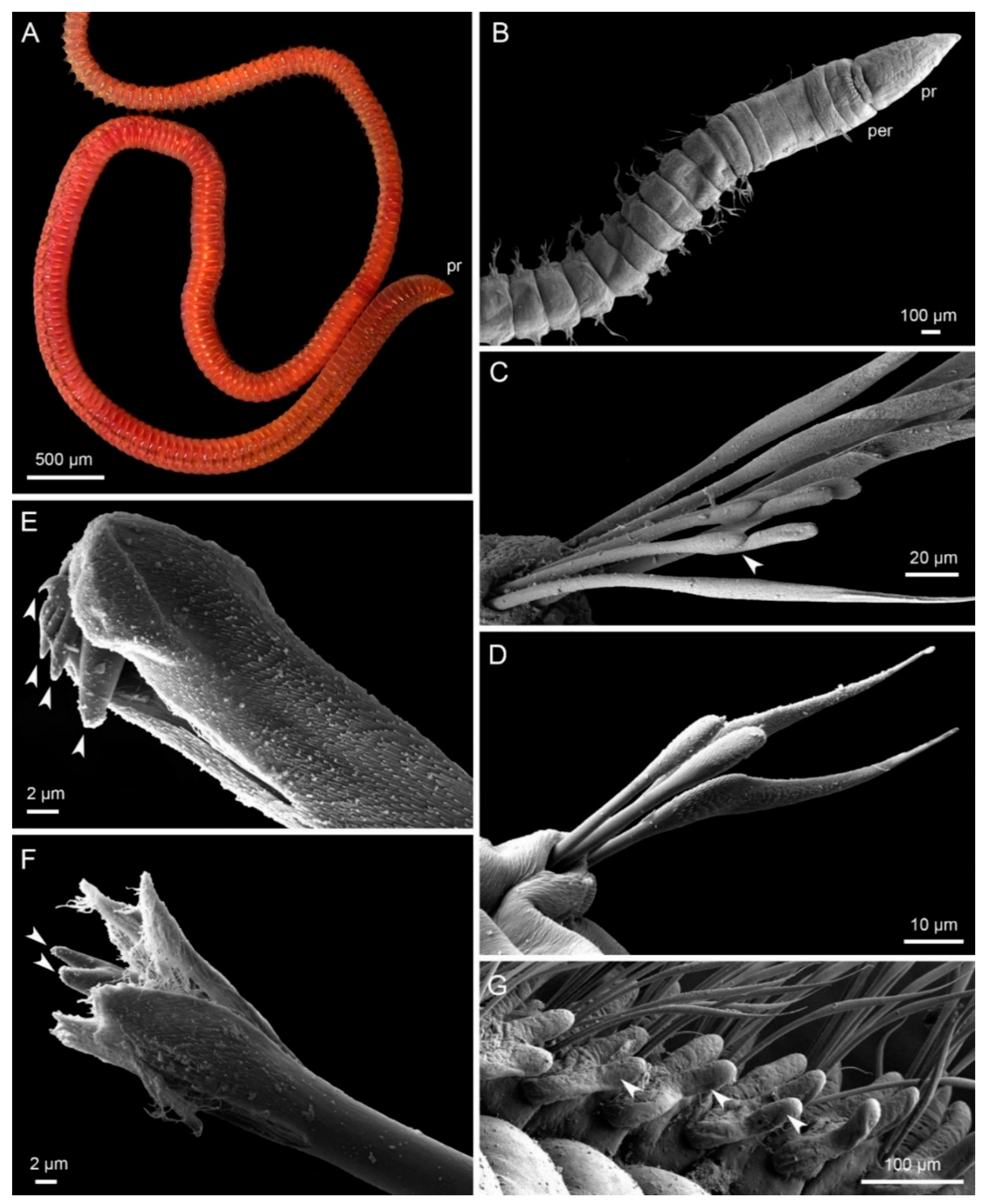 Diversity 14 00083 g001