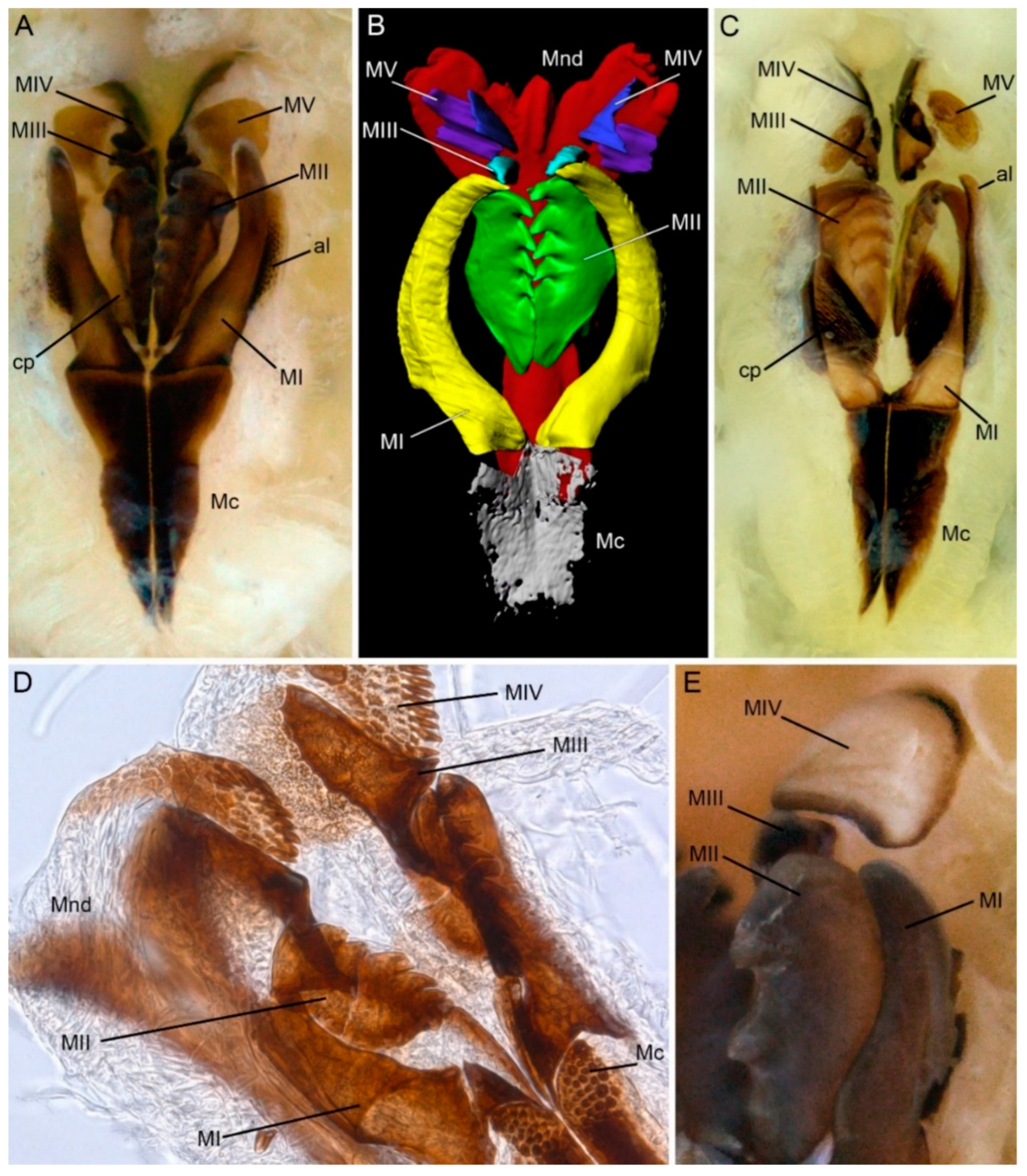 Diversity 14 00083 g002