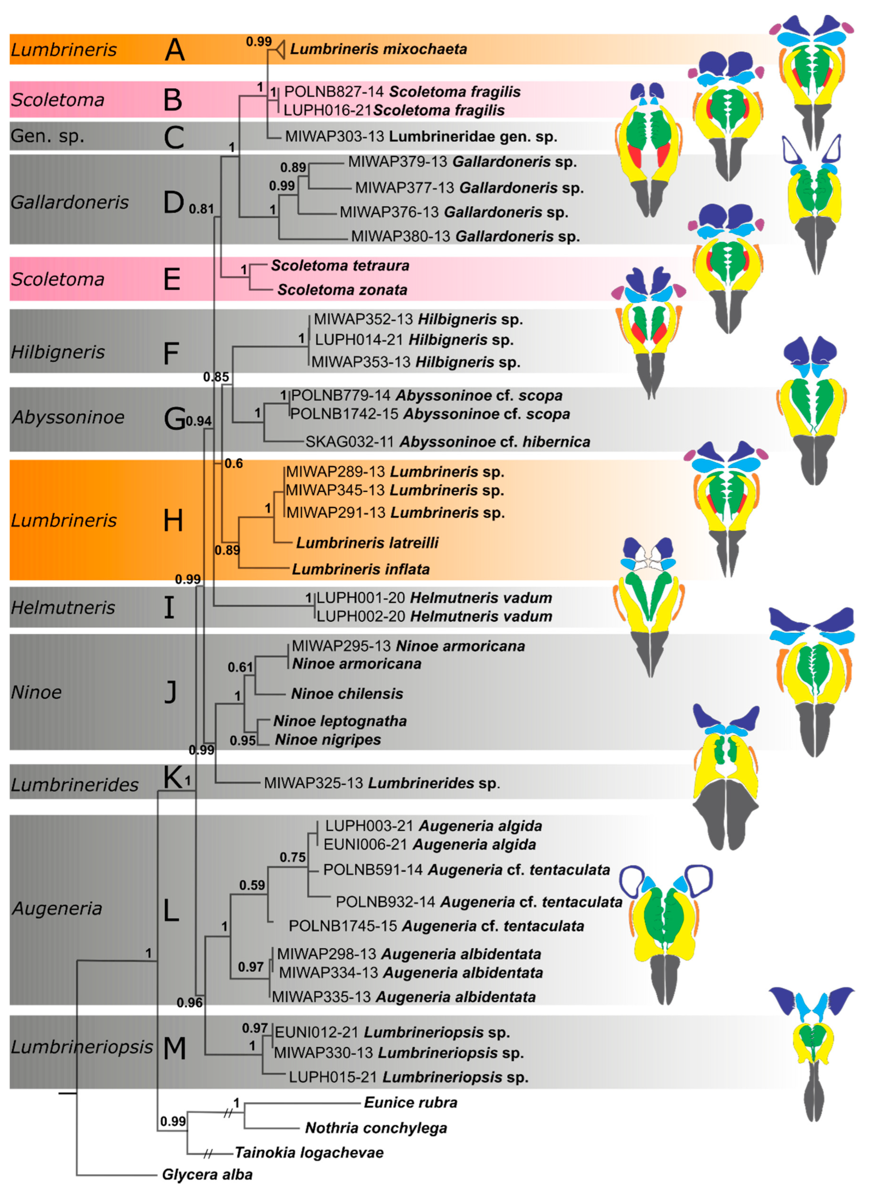 Diversity 14 00083 g003