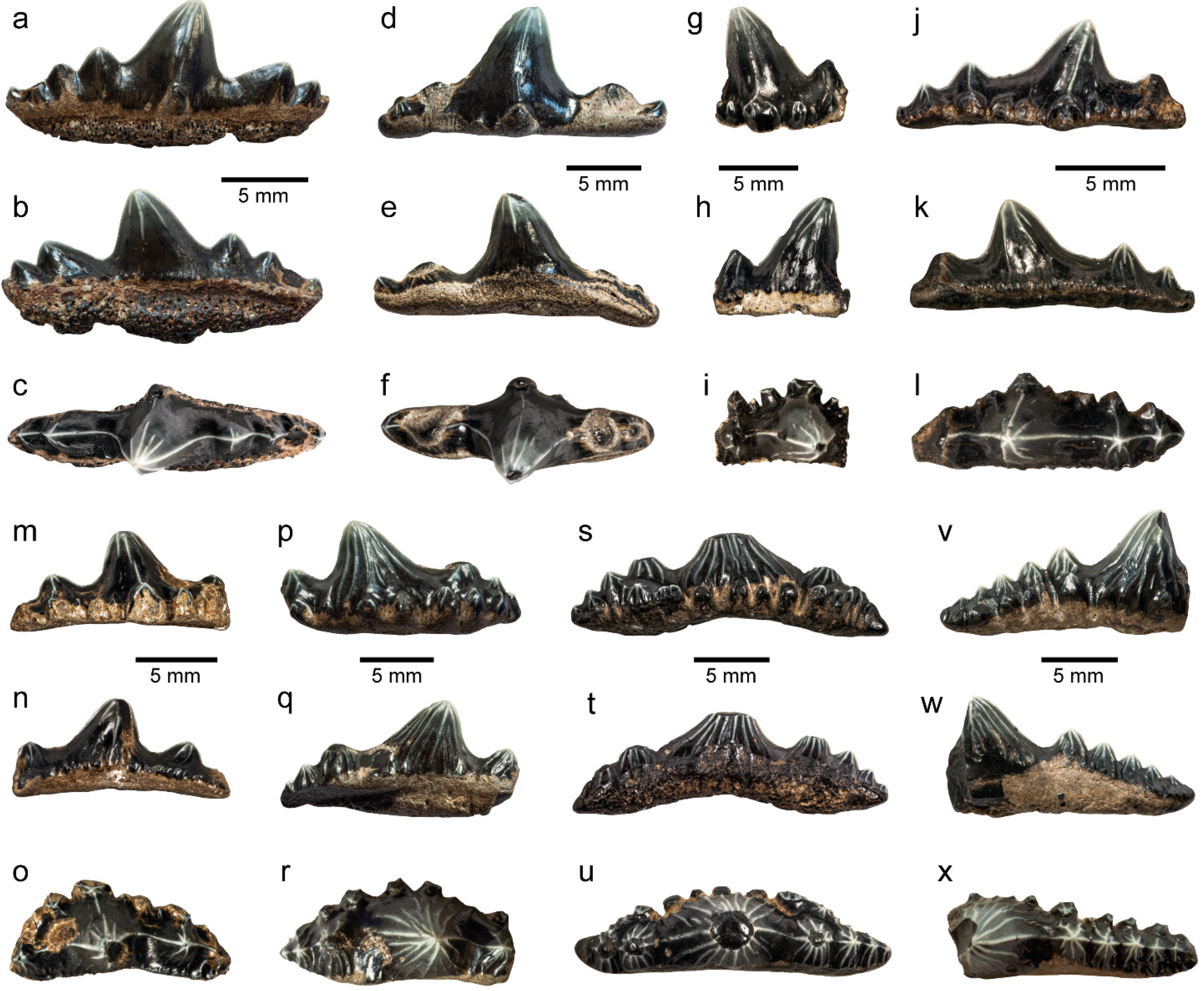 Diversity 14 00085 g003