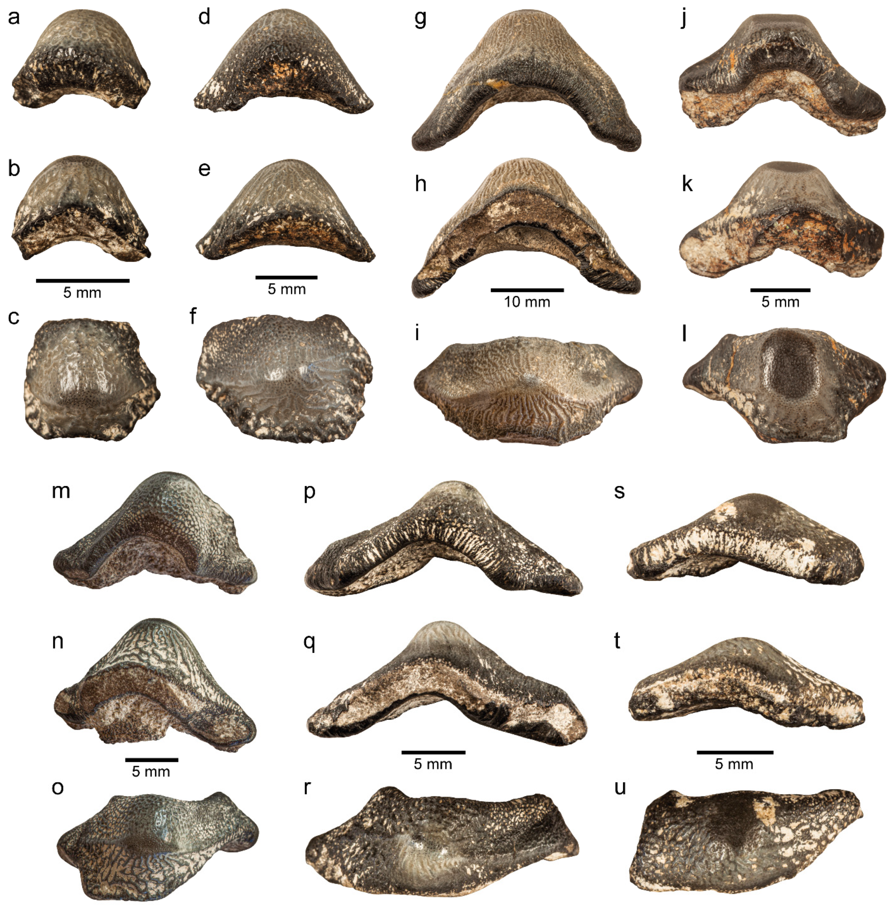 Diversity 14 00085 g004