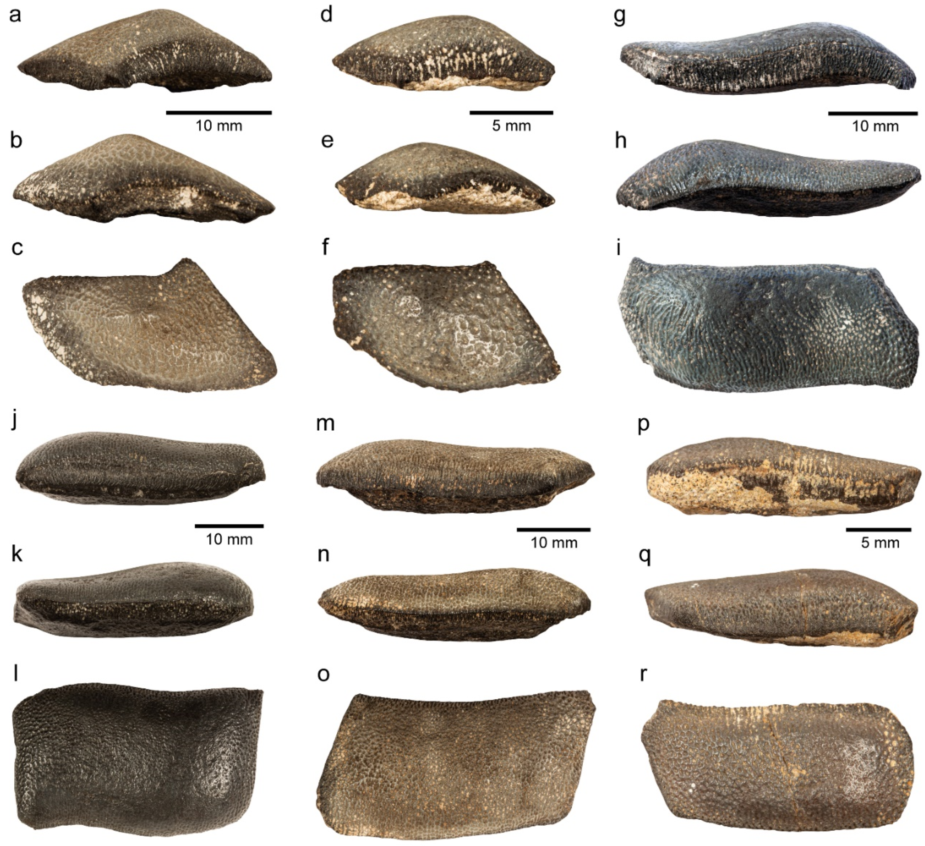 Diversity 14 00085 g005