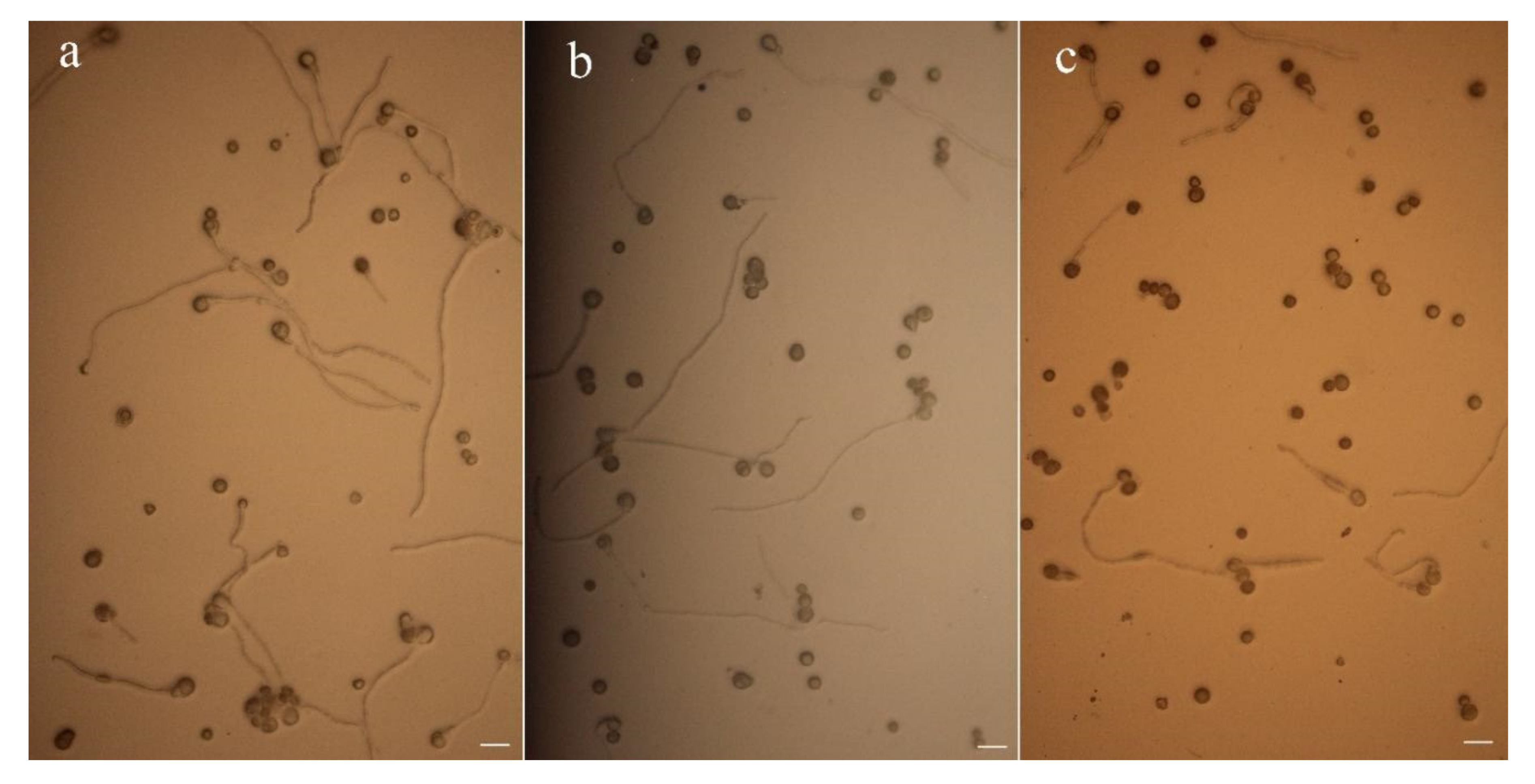 Diversity 14 00092 g003