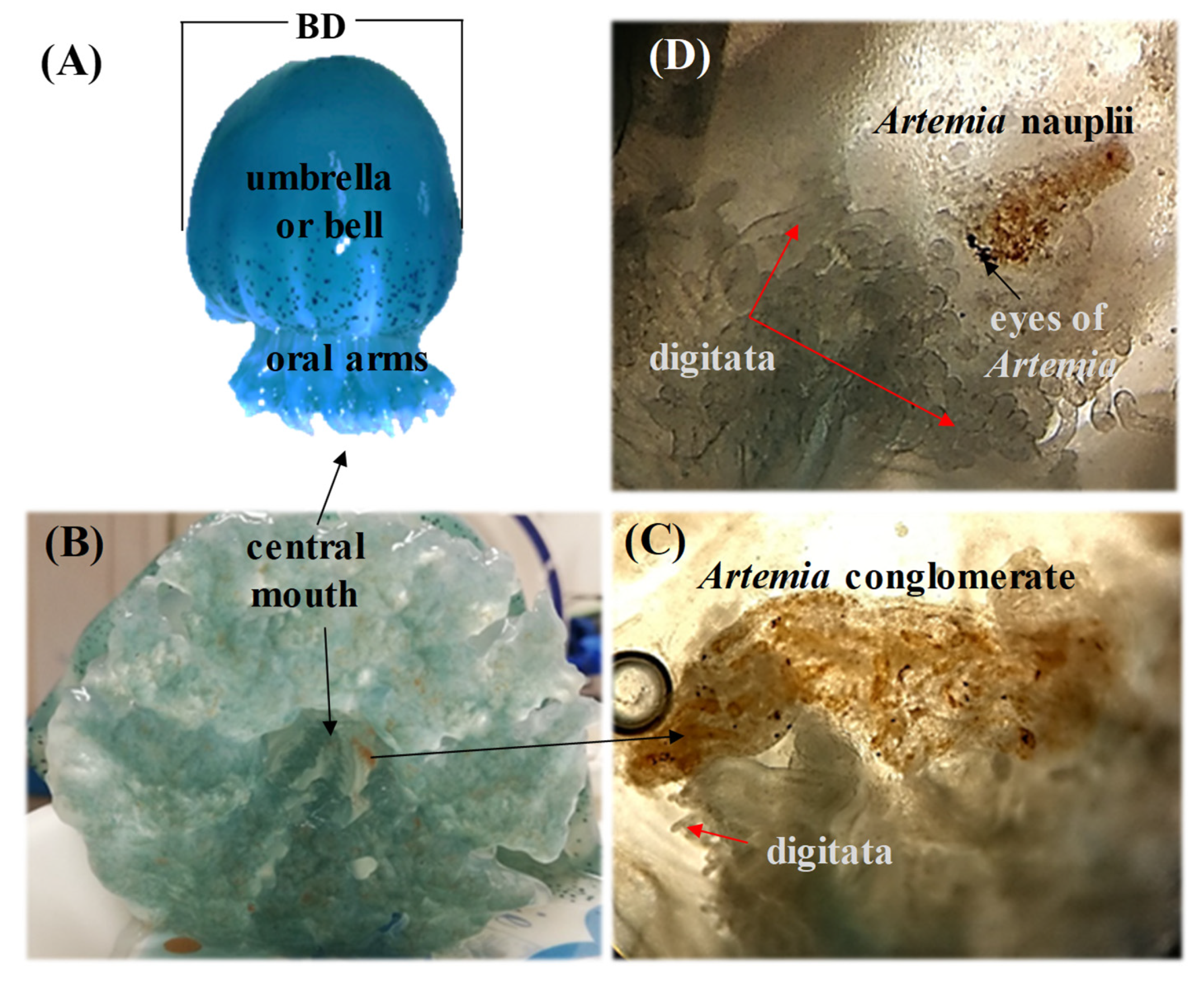 Diversity 14 00103 g002