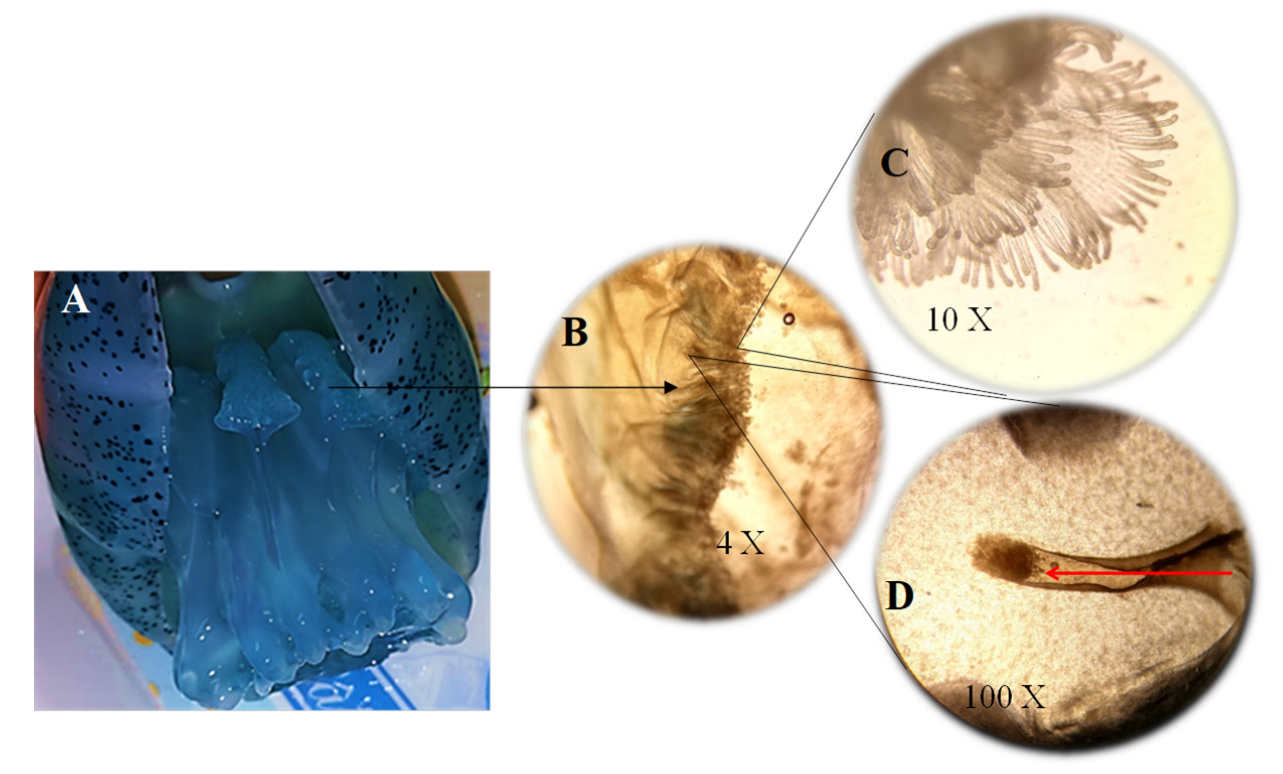 Diversity 14 00103 g004