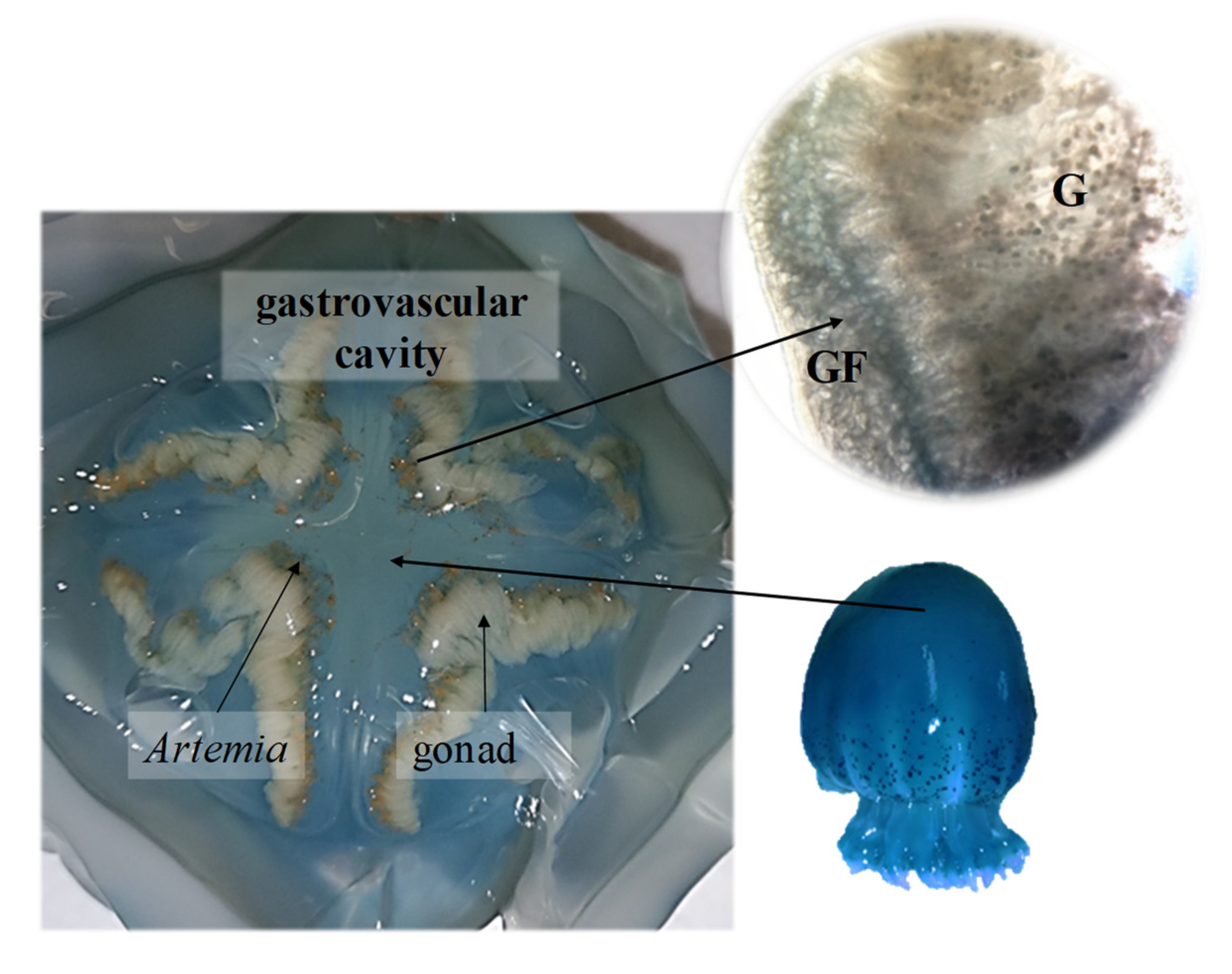 Diversity 14 00103 g005