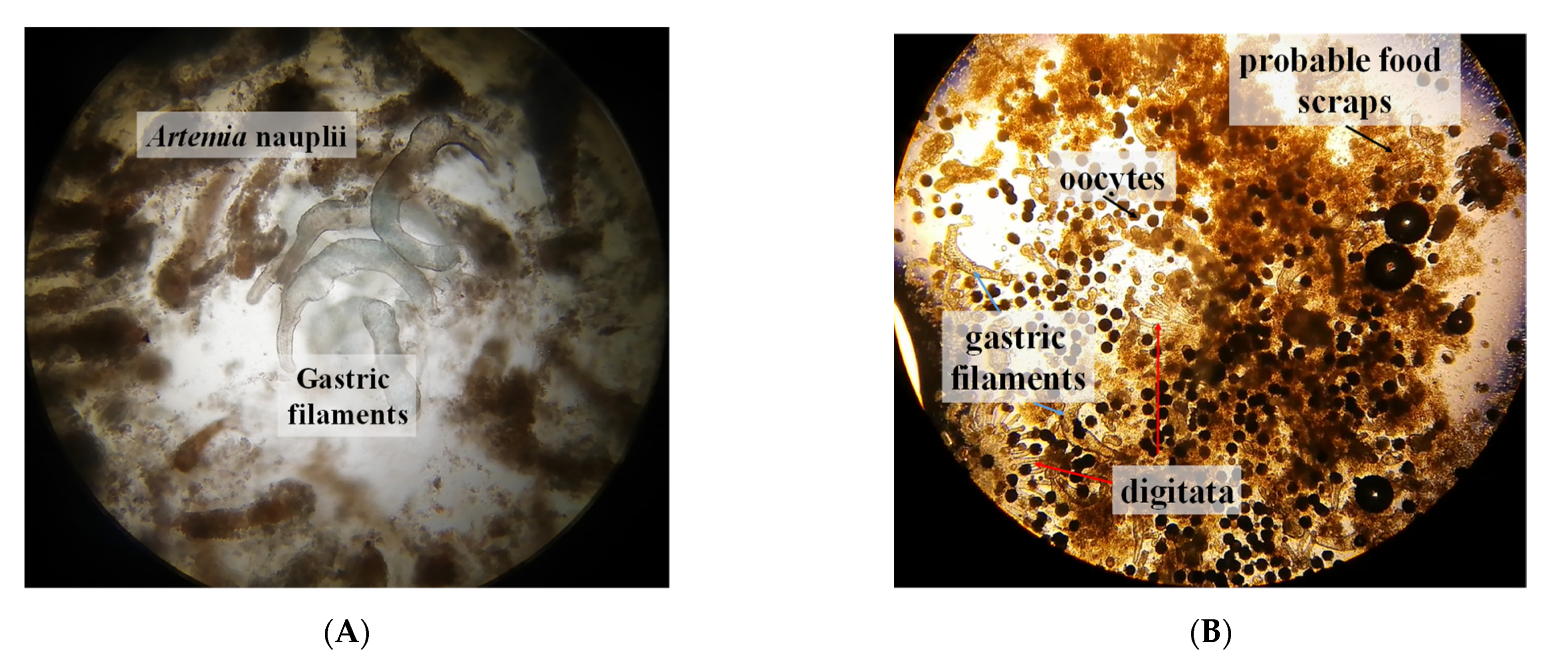 Diversity 14 00103 g006