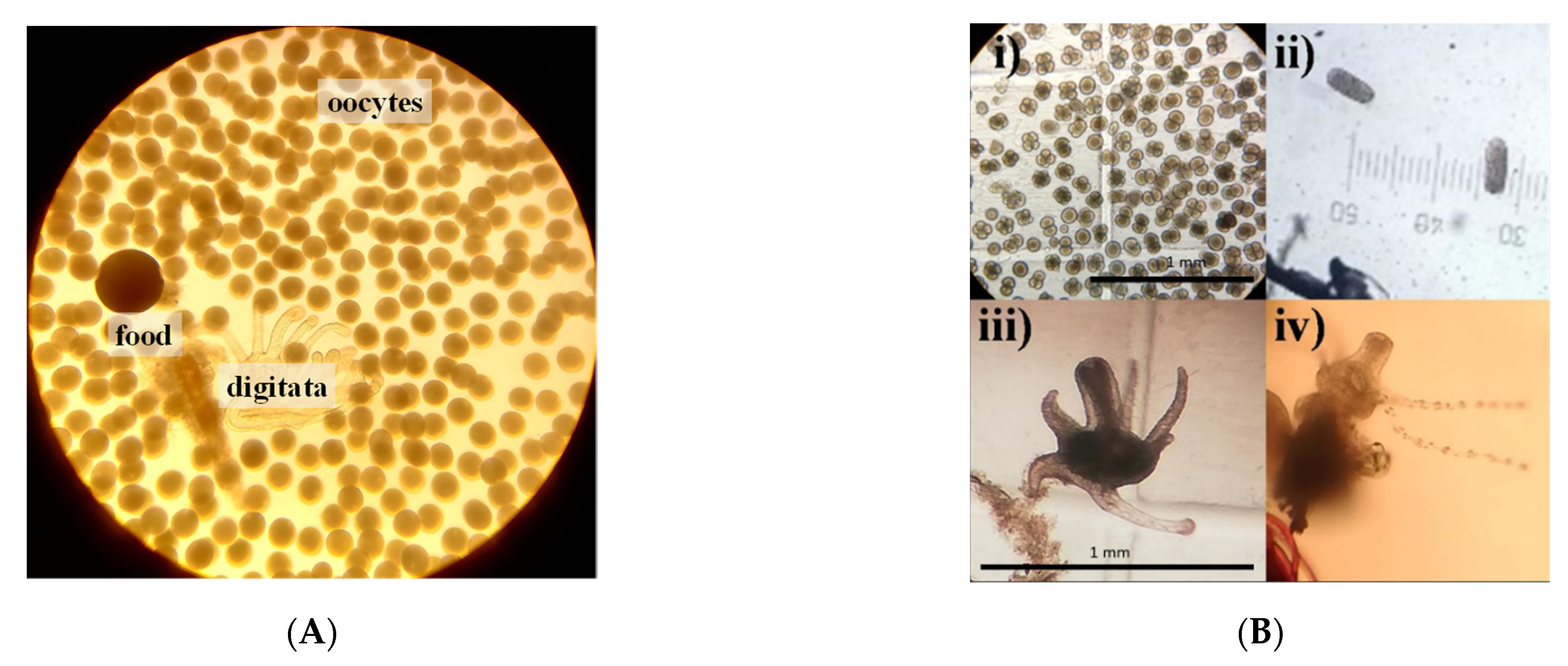 Diversity 14 00103 g008