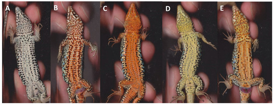 Diversity 14 00116 g0a1