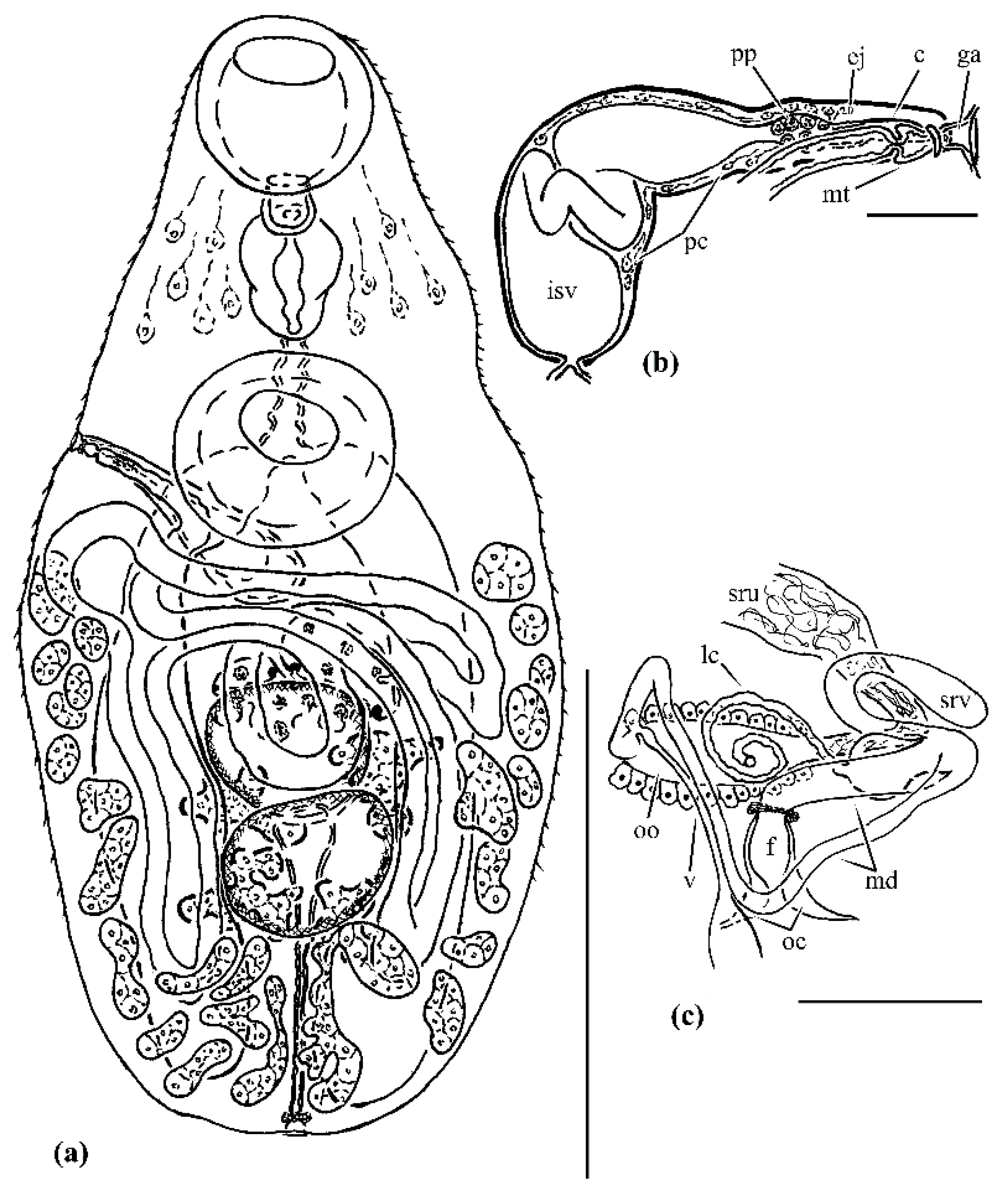 Diversity 14 00147 g003