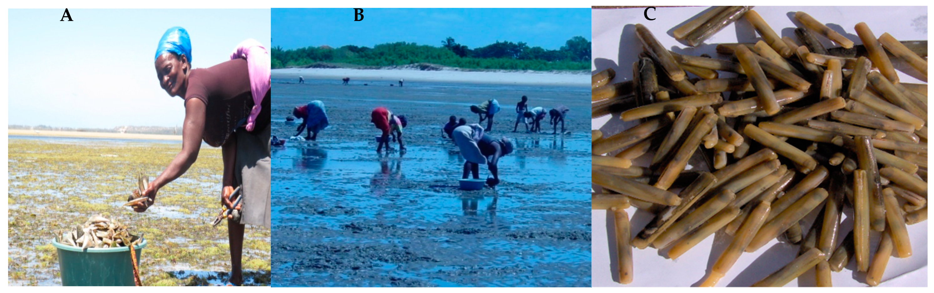 Diversity 14 00170 g002