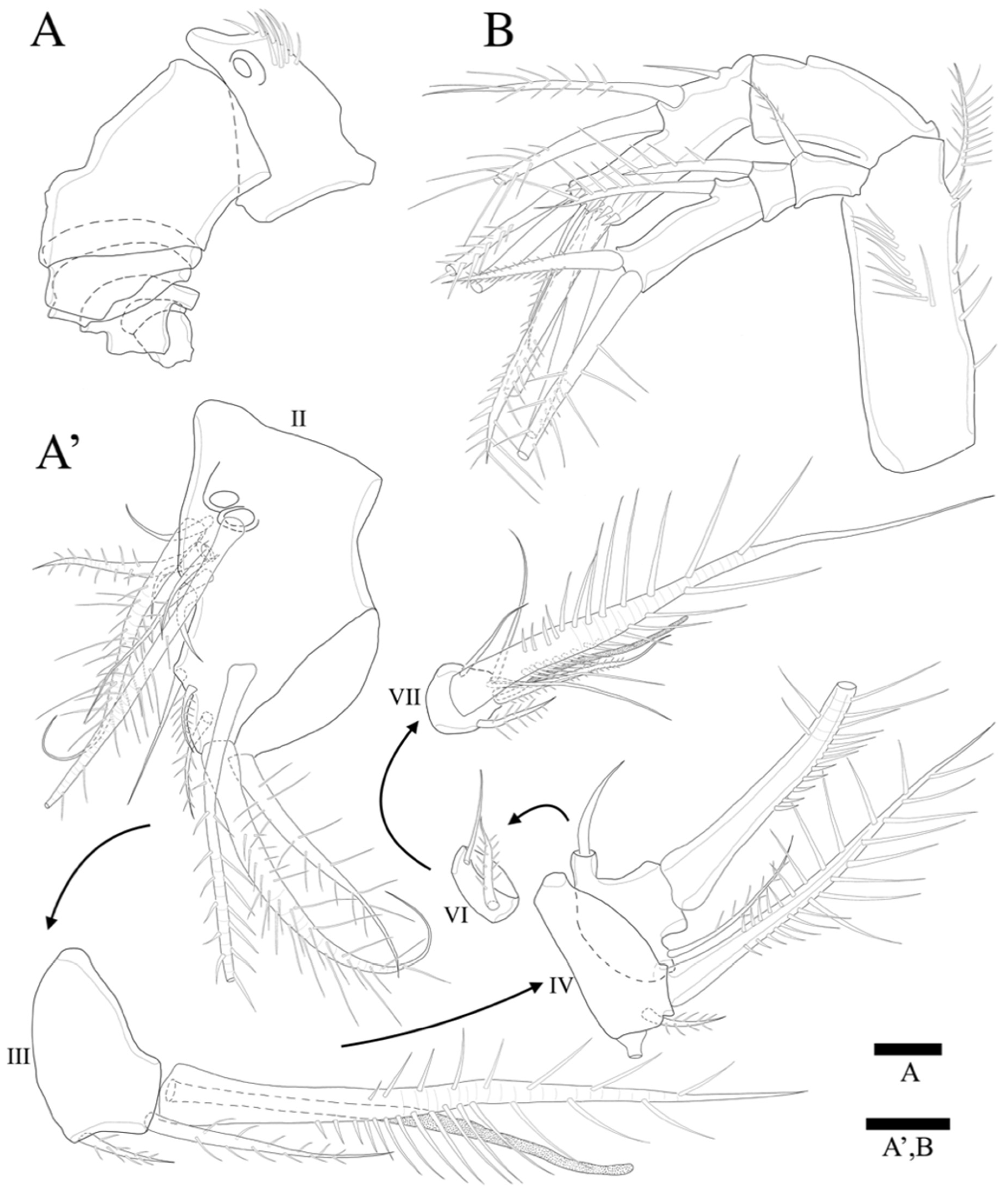 Diversity 14 00198 g003