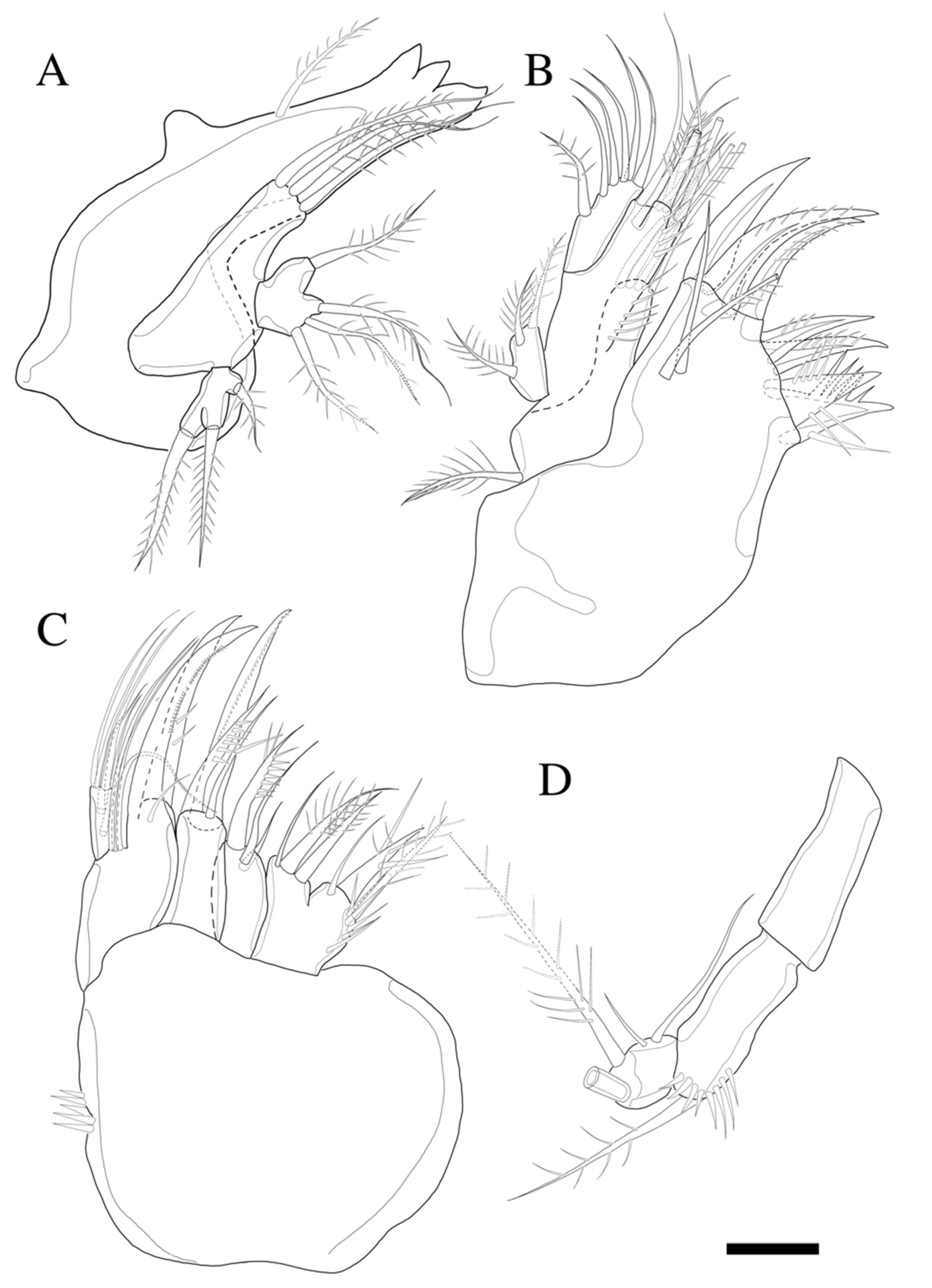Diversity 14 00198 g004
