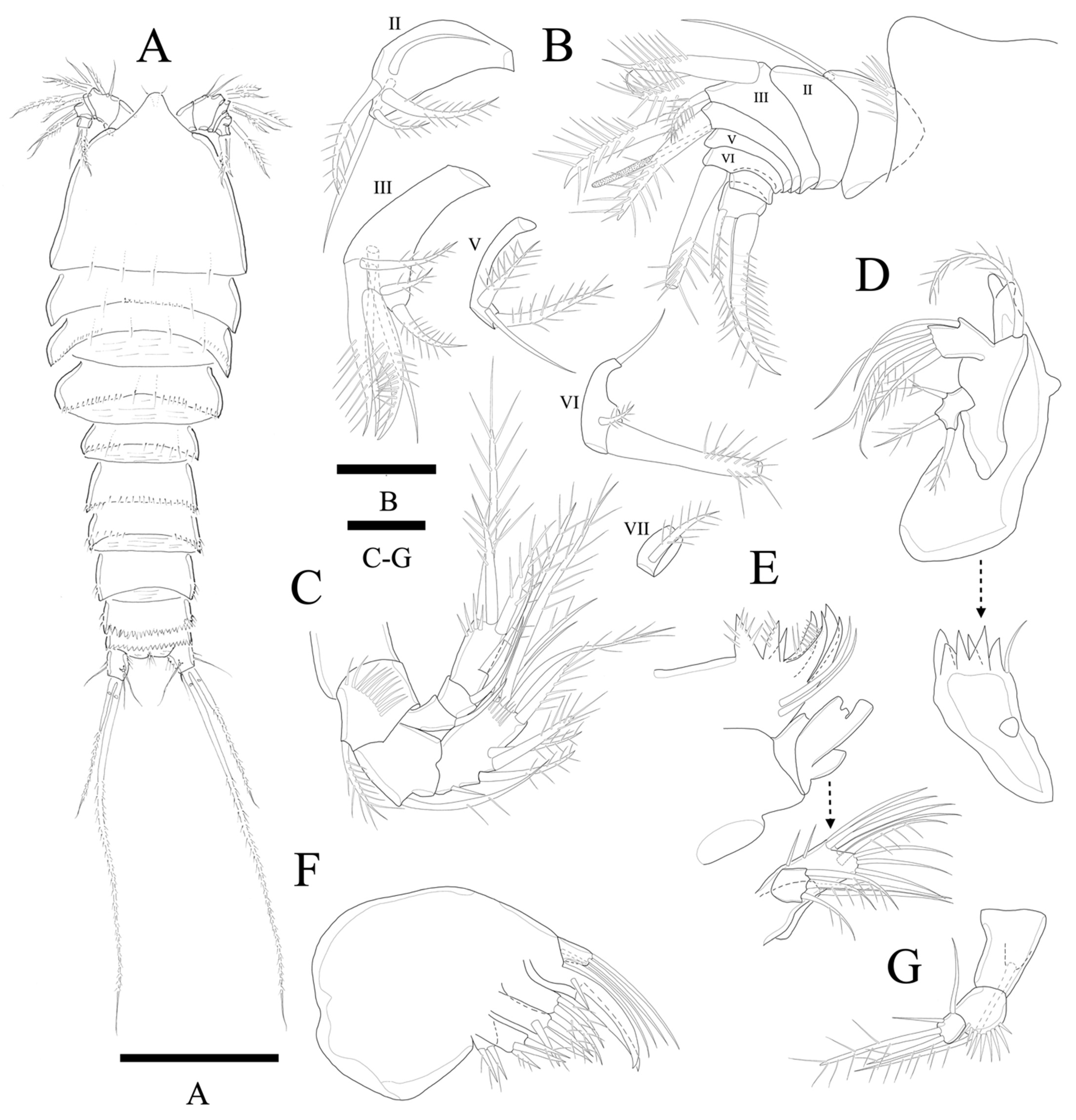 Diversity 14 00198 g011