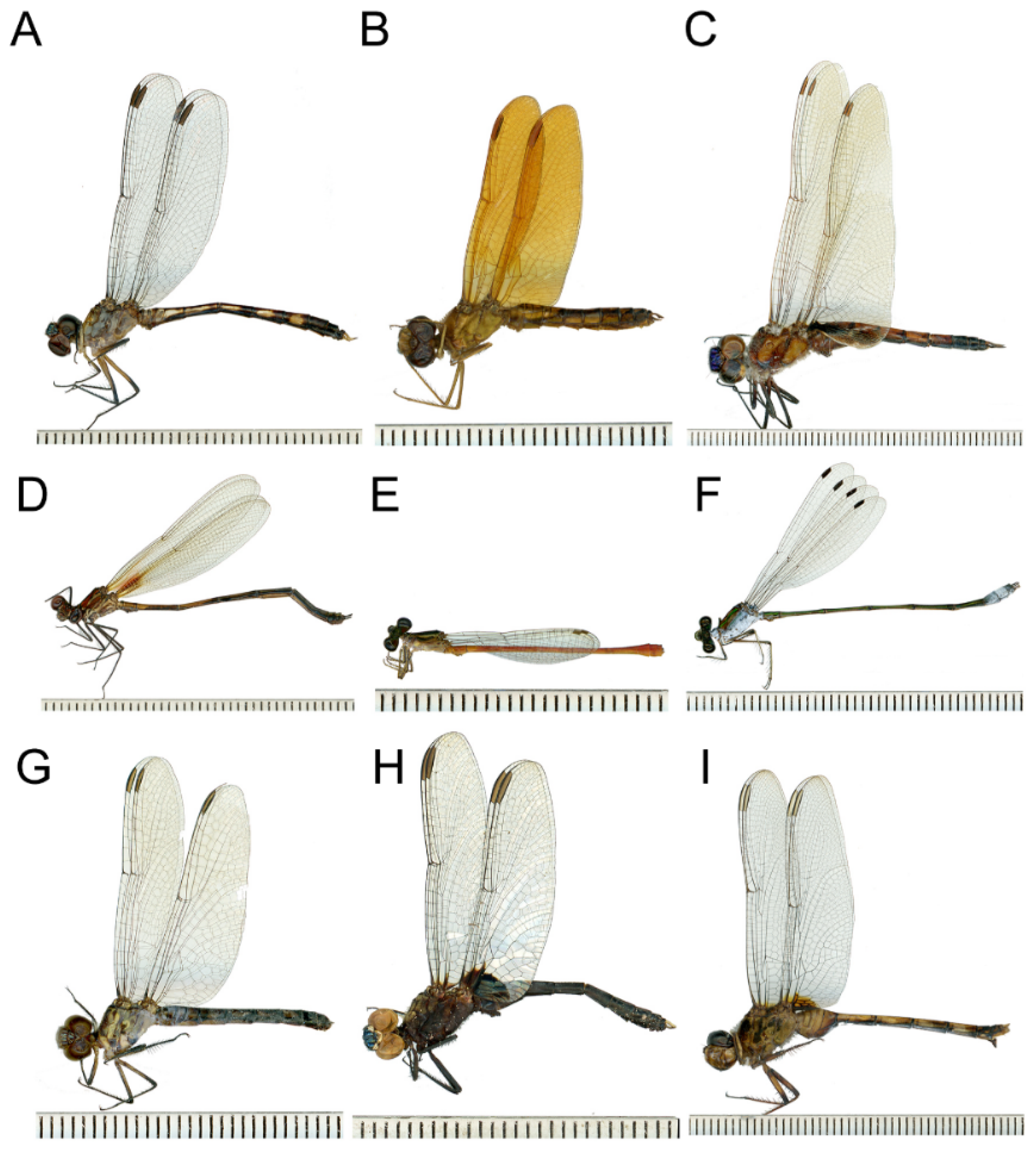 Diversity 14 00203 g002