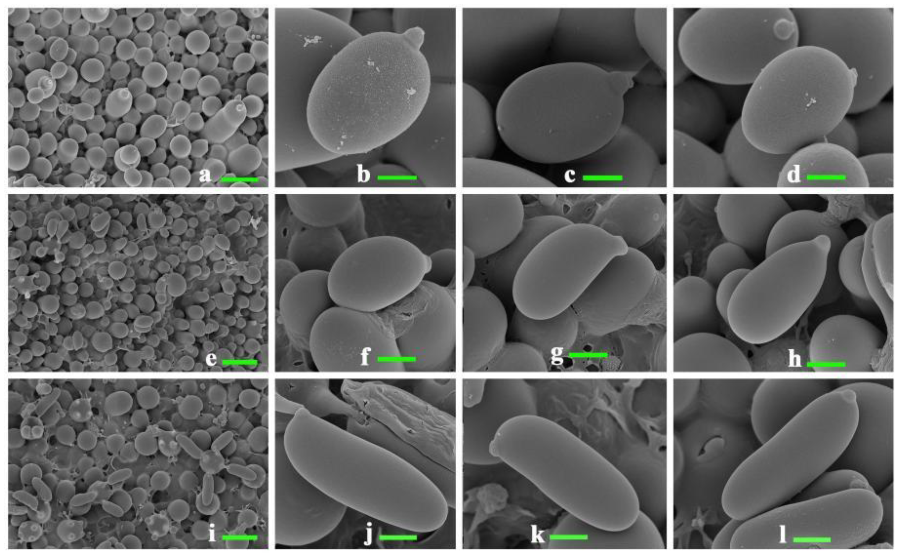 Diversity 14 00239 g001