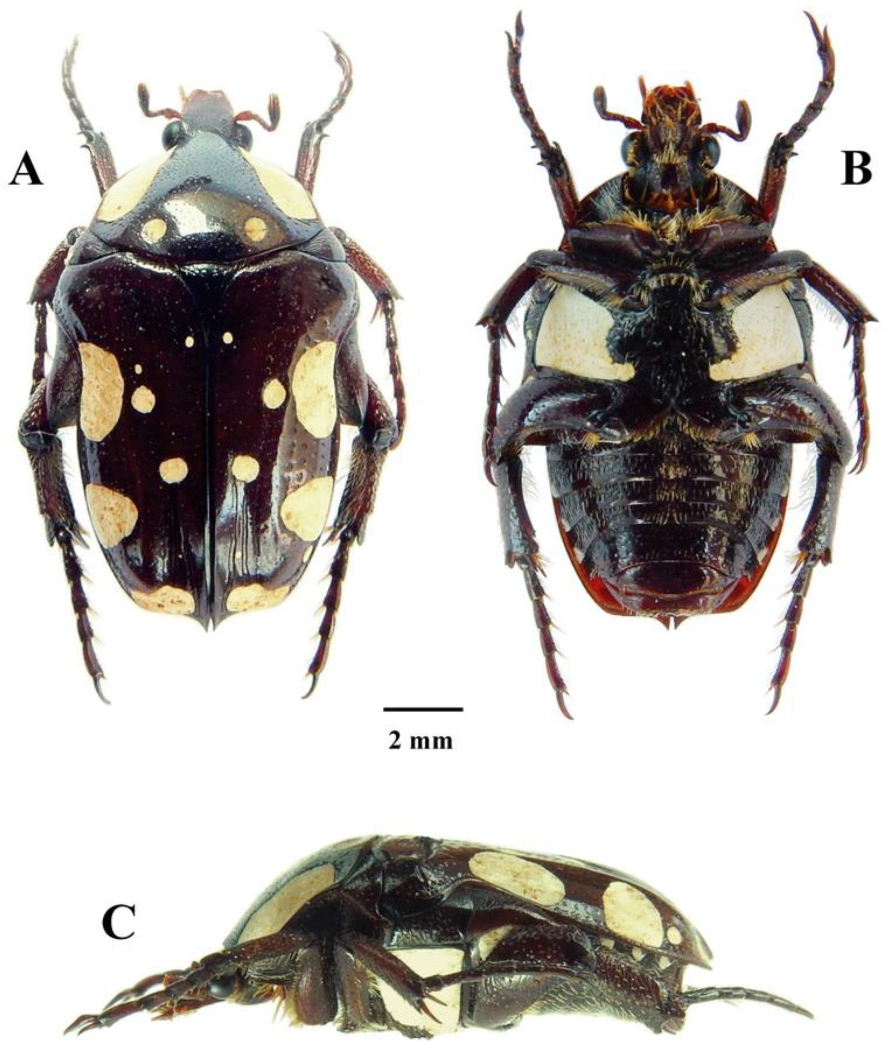 Diversity 14 00248 g001