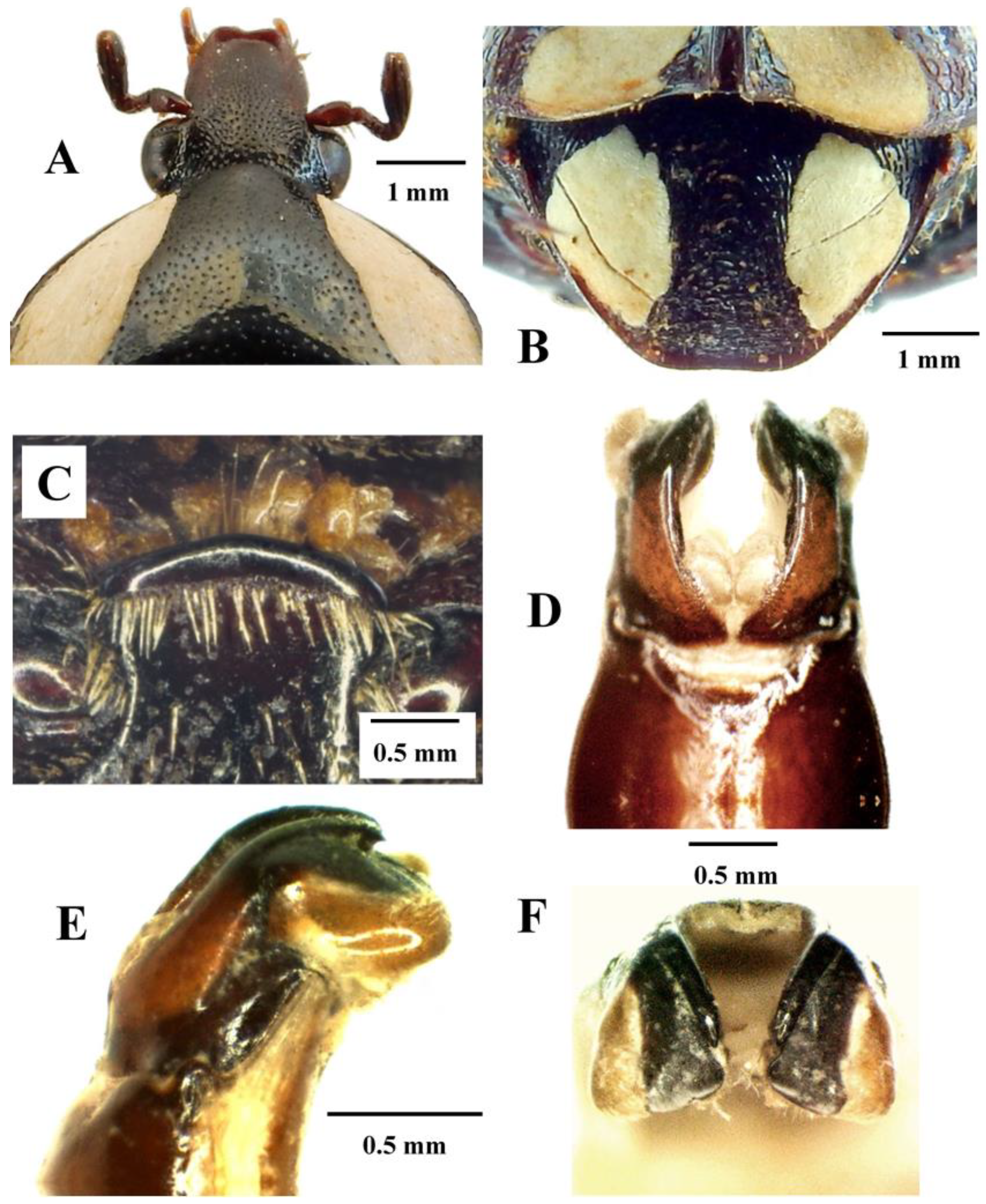 Diversity 14 00248 g002
