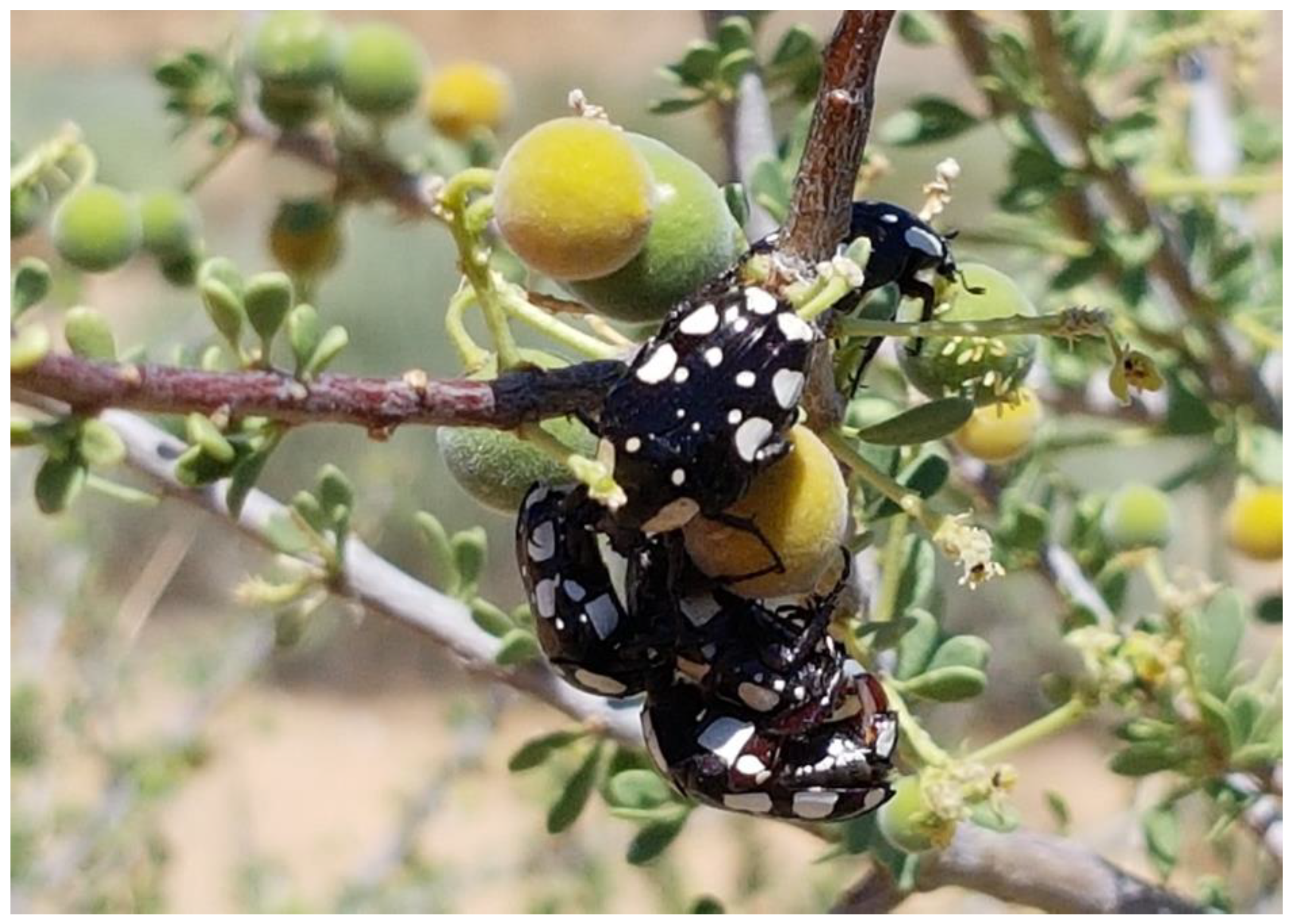 Diversity 14 00248 g004