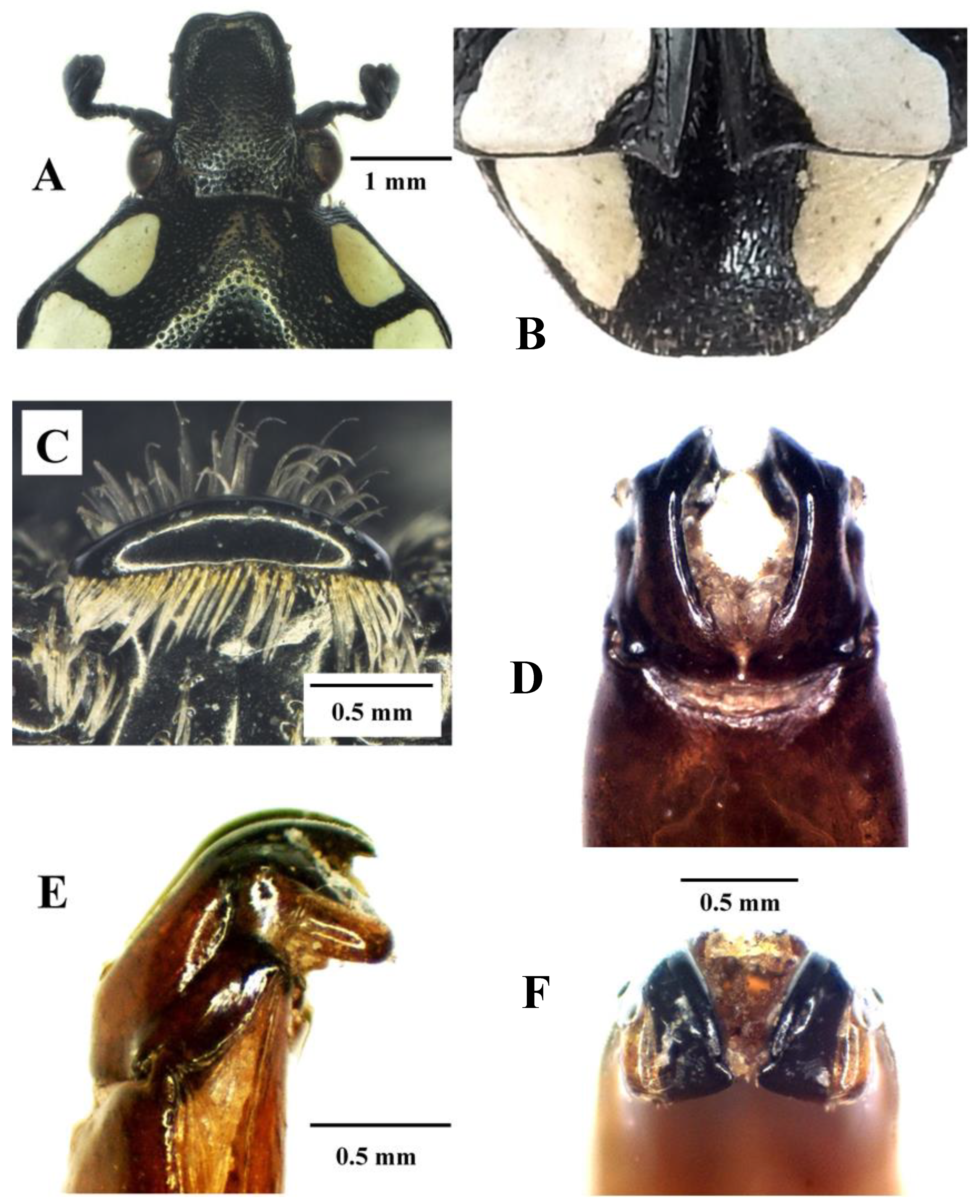 Diversity 14 00248 g006