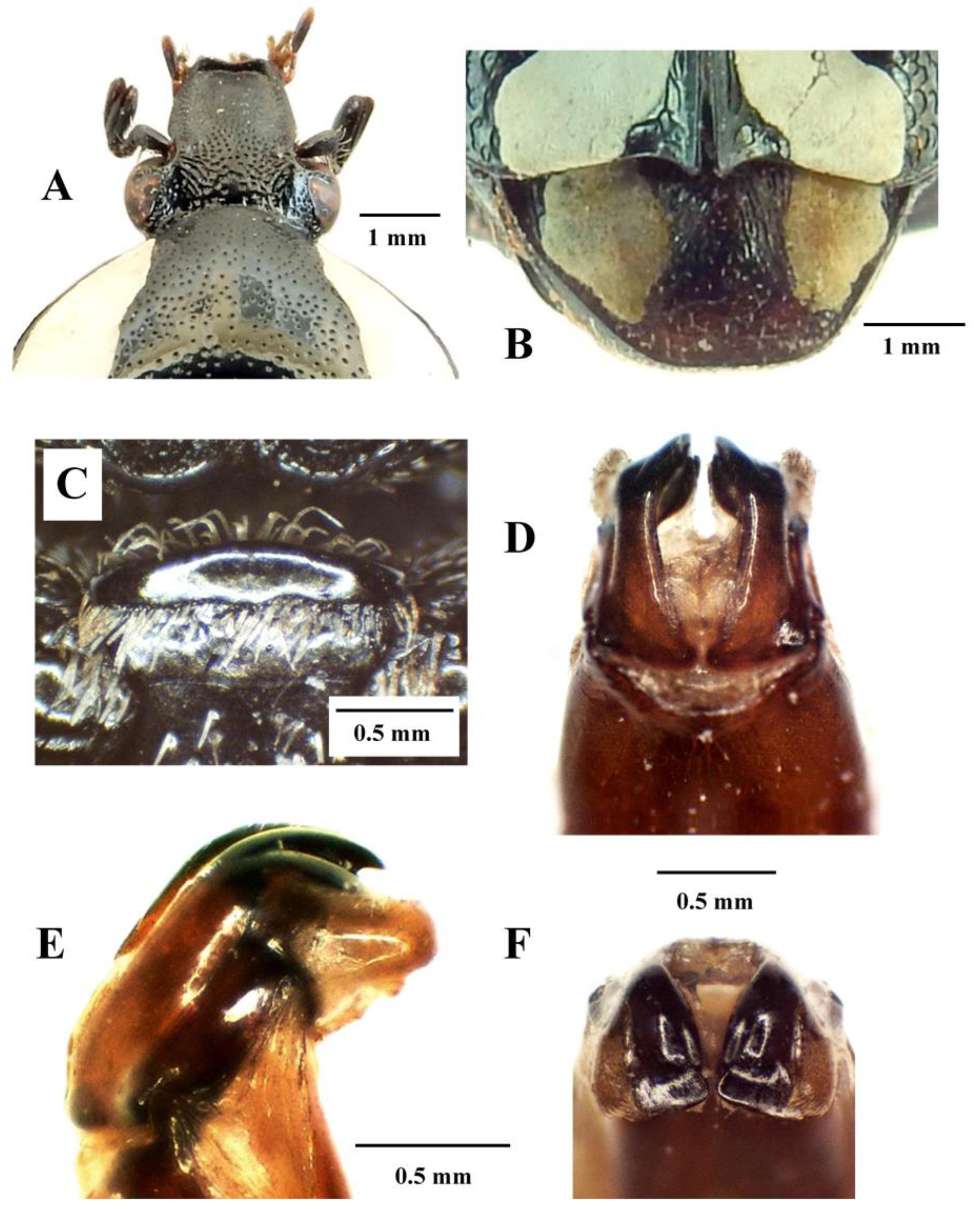 Diversity 14 00248 g008
