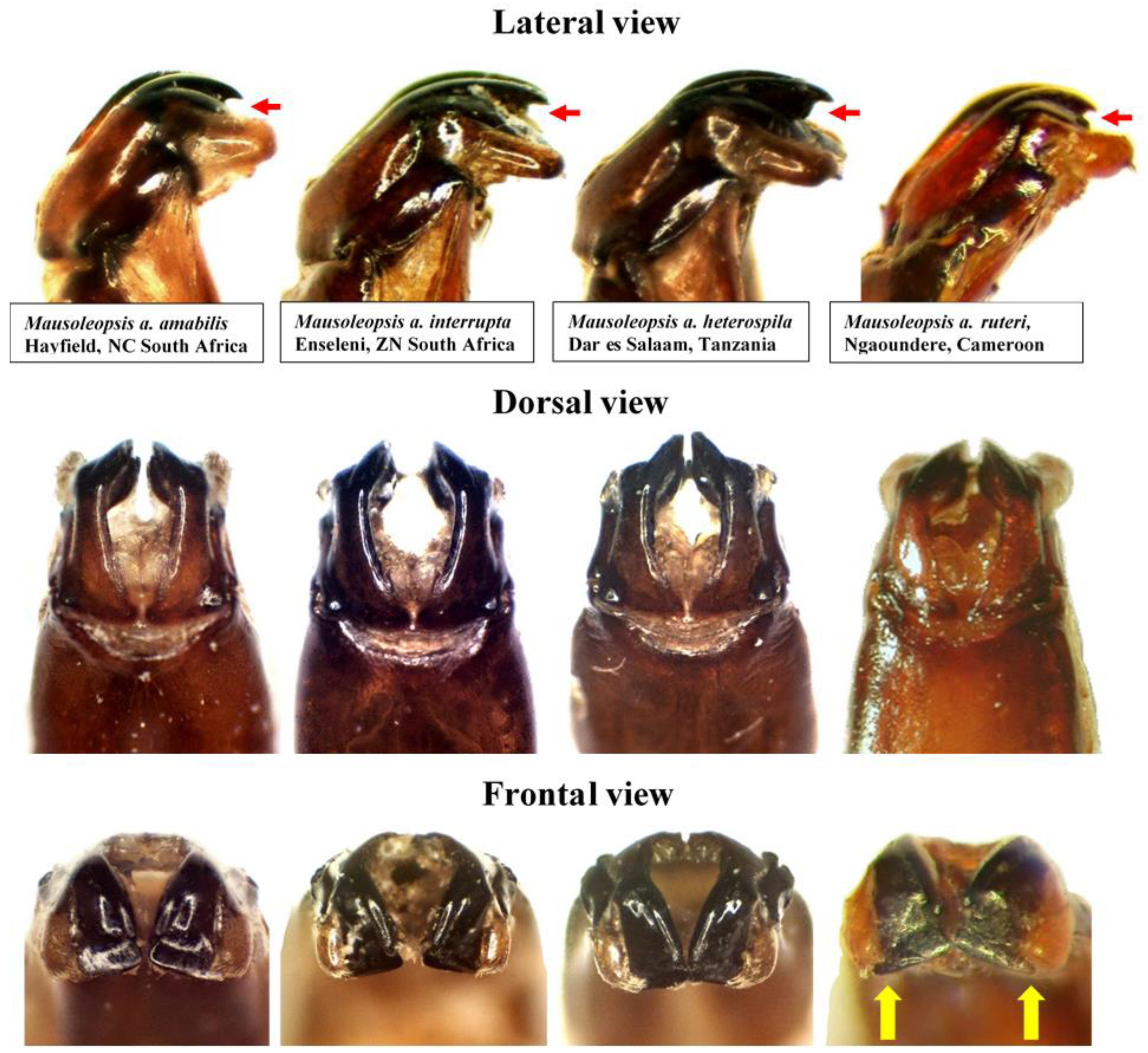 Diversity 14 00248 g011