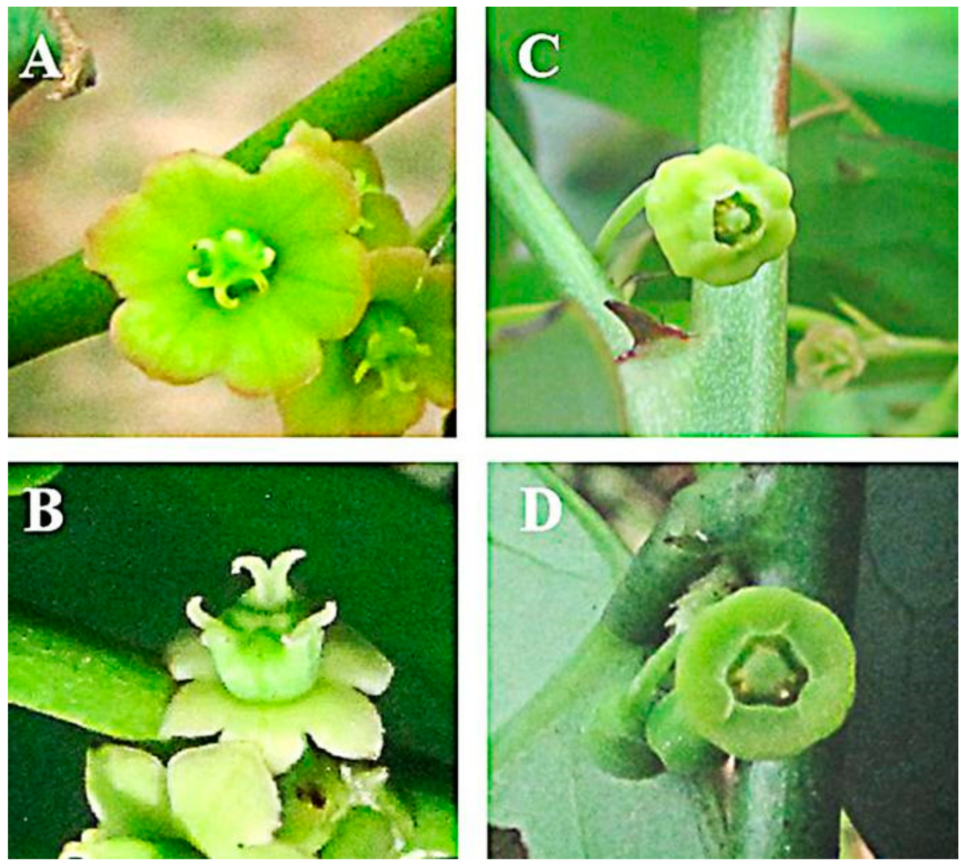 Diversity 14 00266 g001