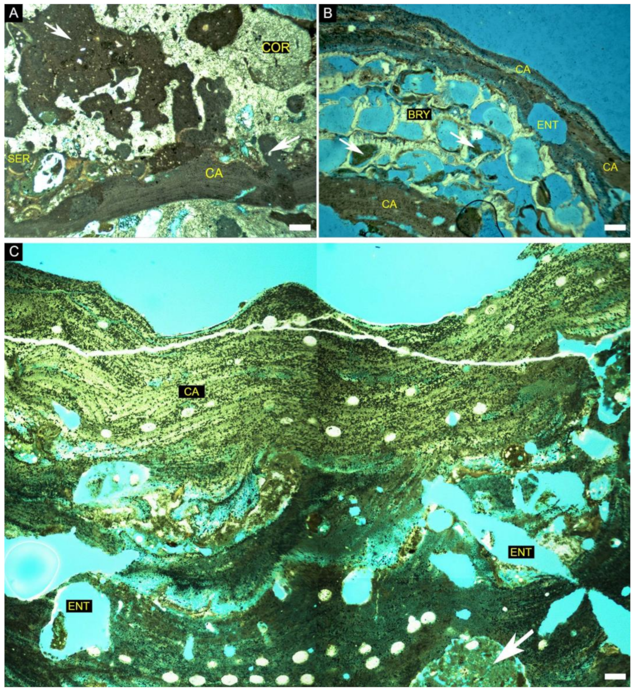 Diversity 14 00282 g006