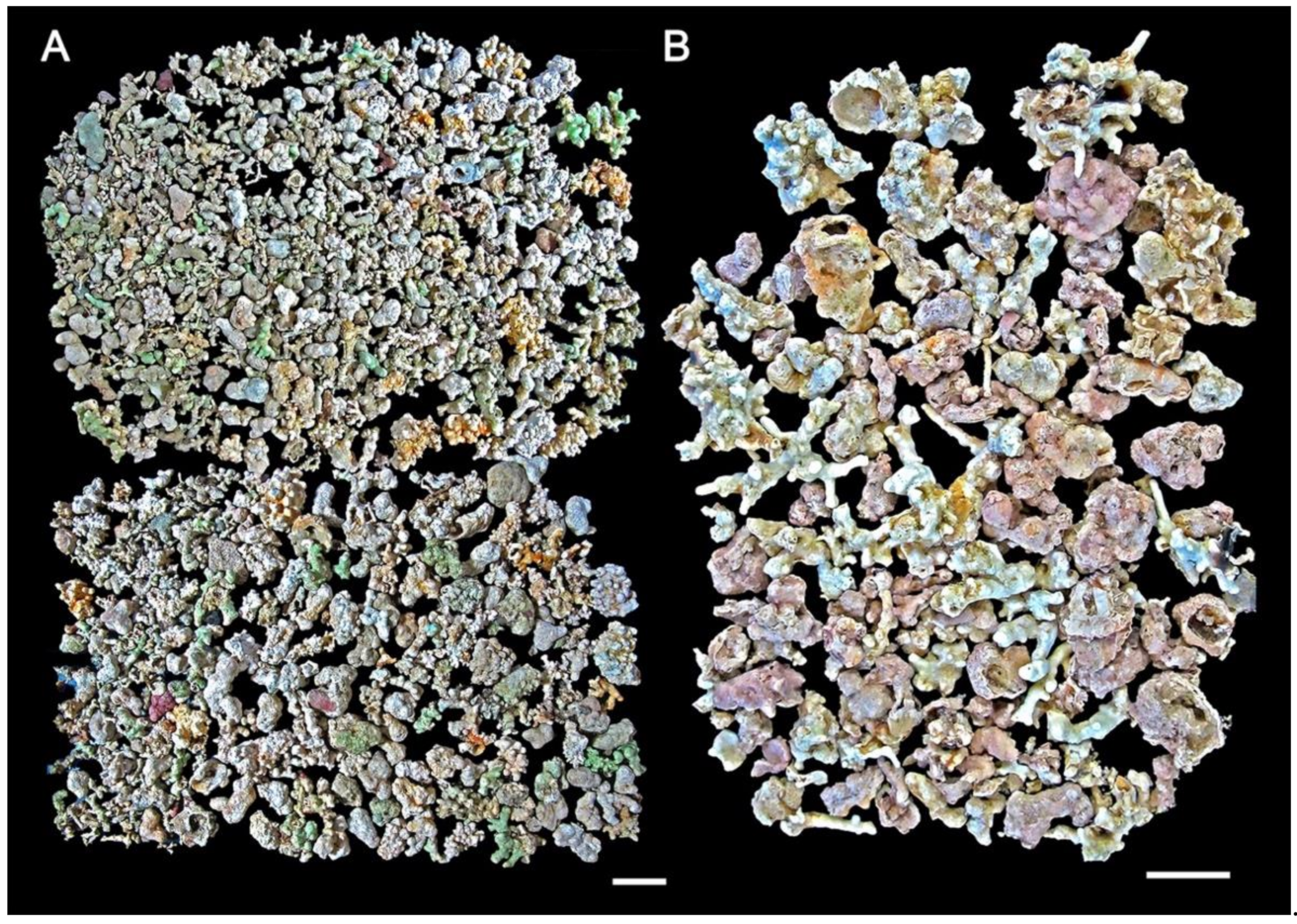 Diversity 14 00282 g008