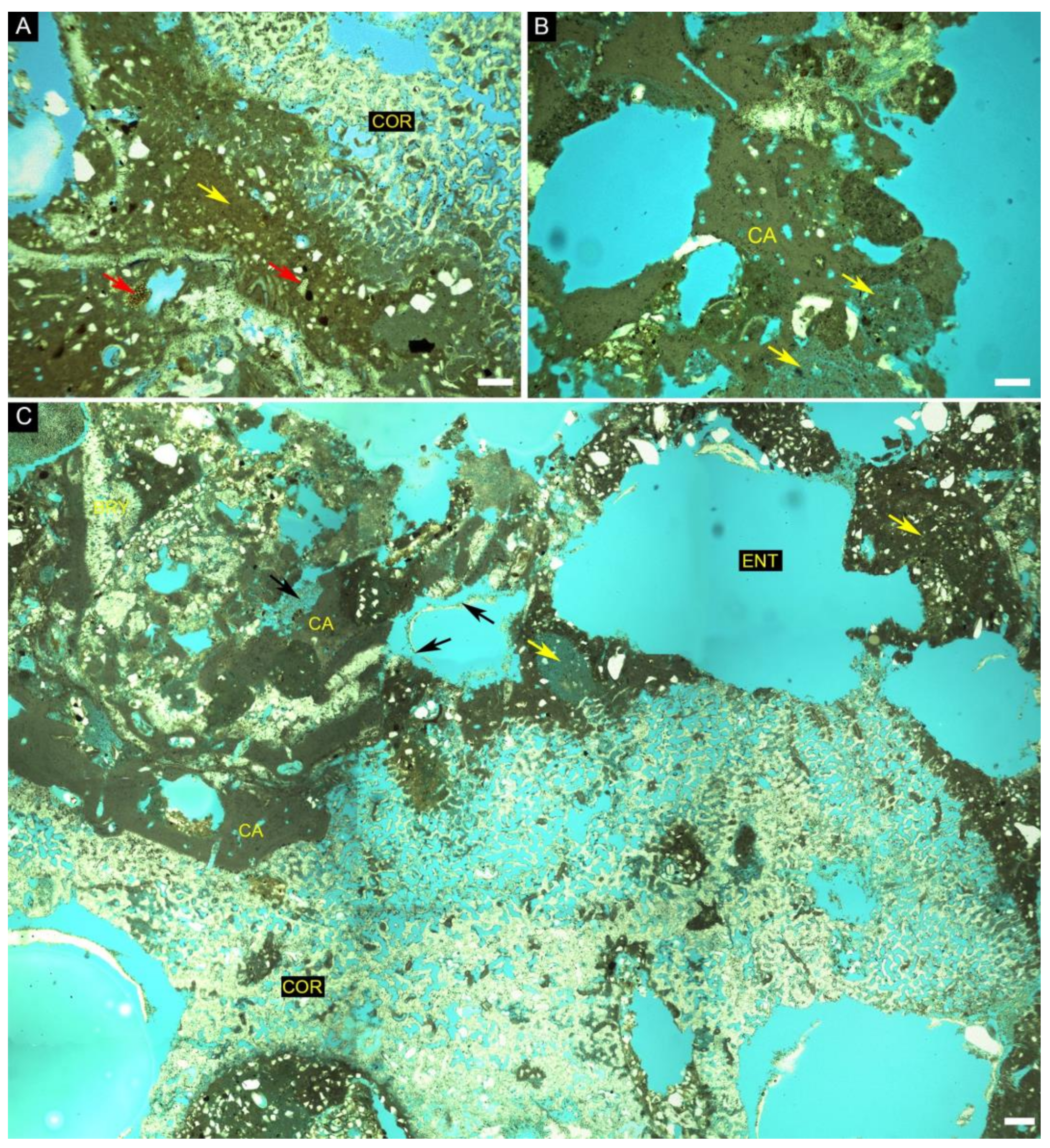 Diversity 14 00282 g009