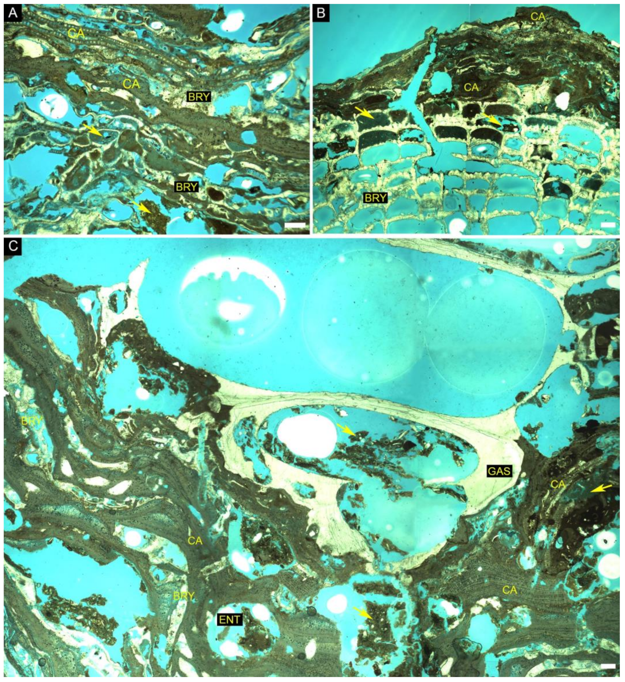 Diversity 14 00282 g010