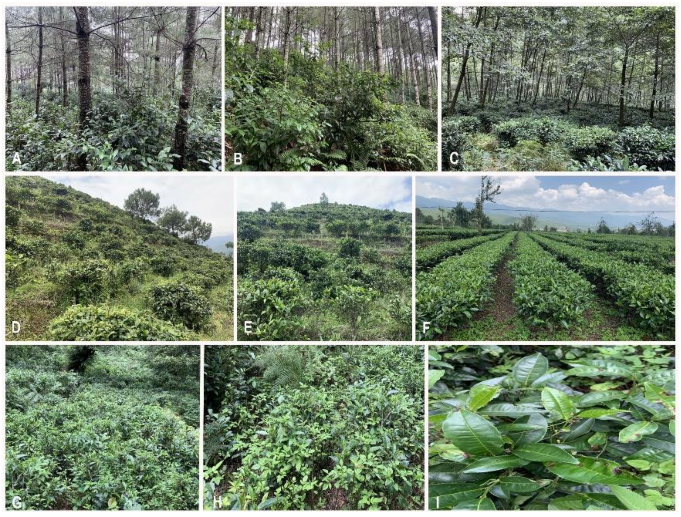 Diversity 14 00287 g001