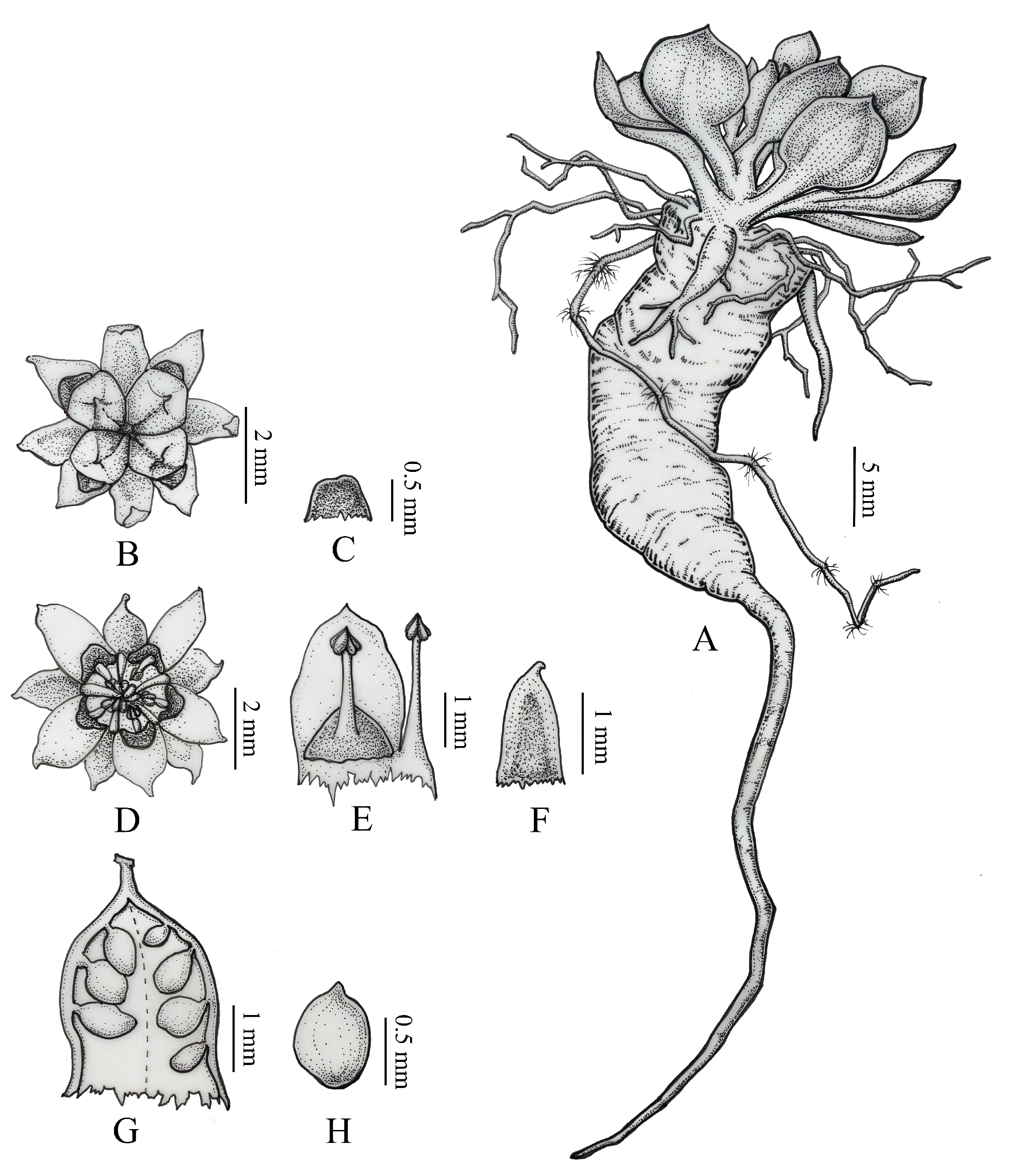 Diversity 14 00289 g004