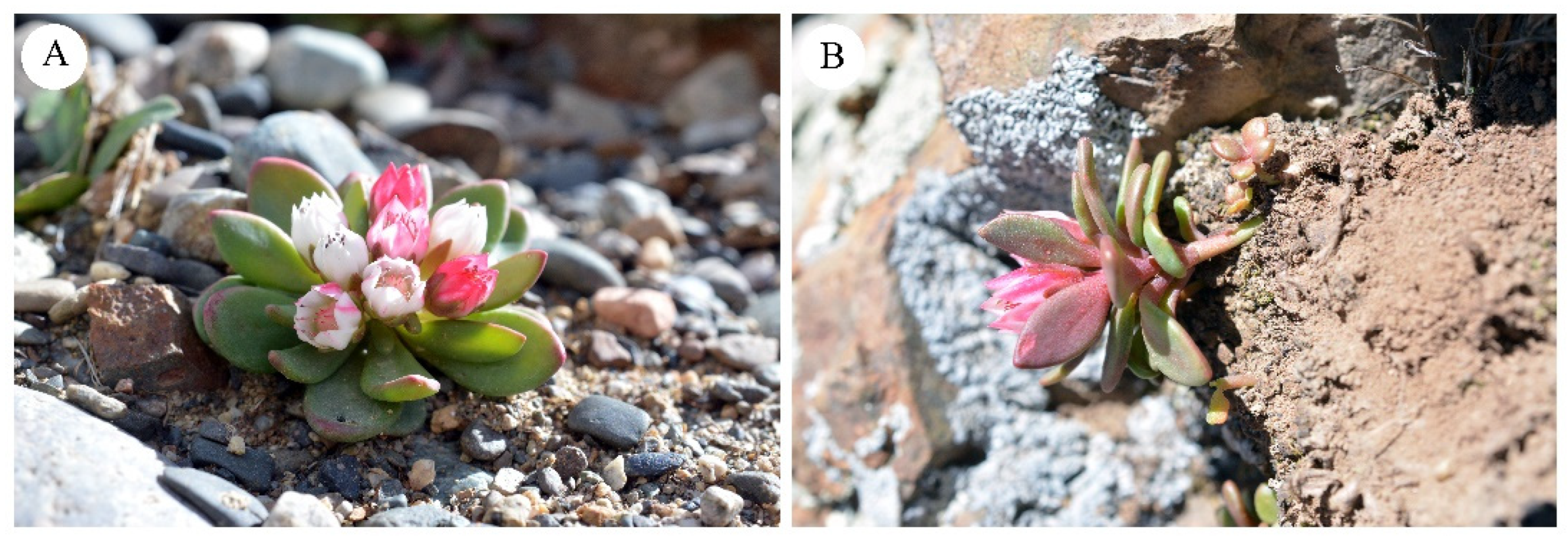 Diversity 14 00289 g008