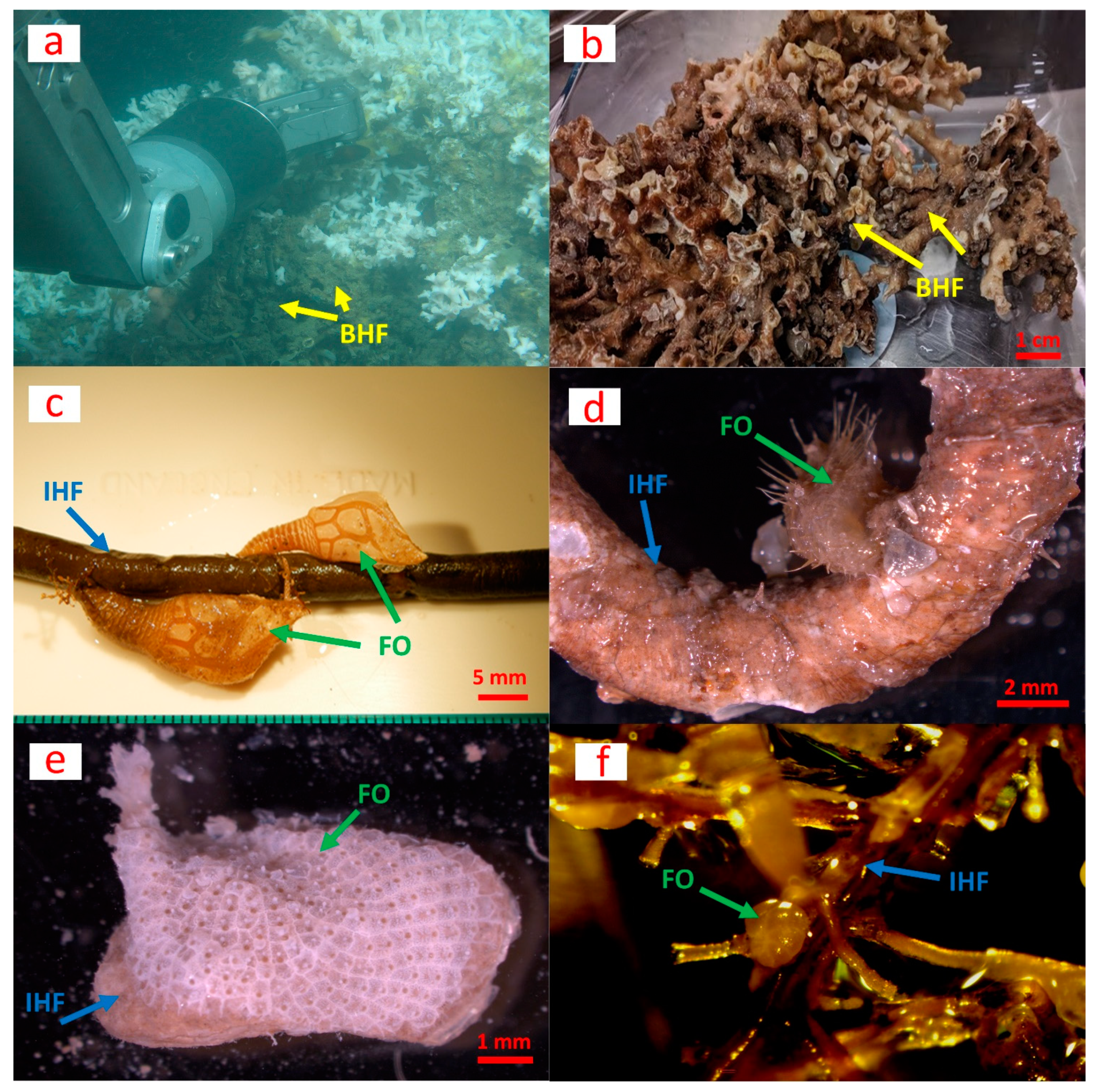 Diversity 14 00290 g001