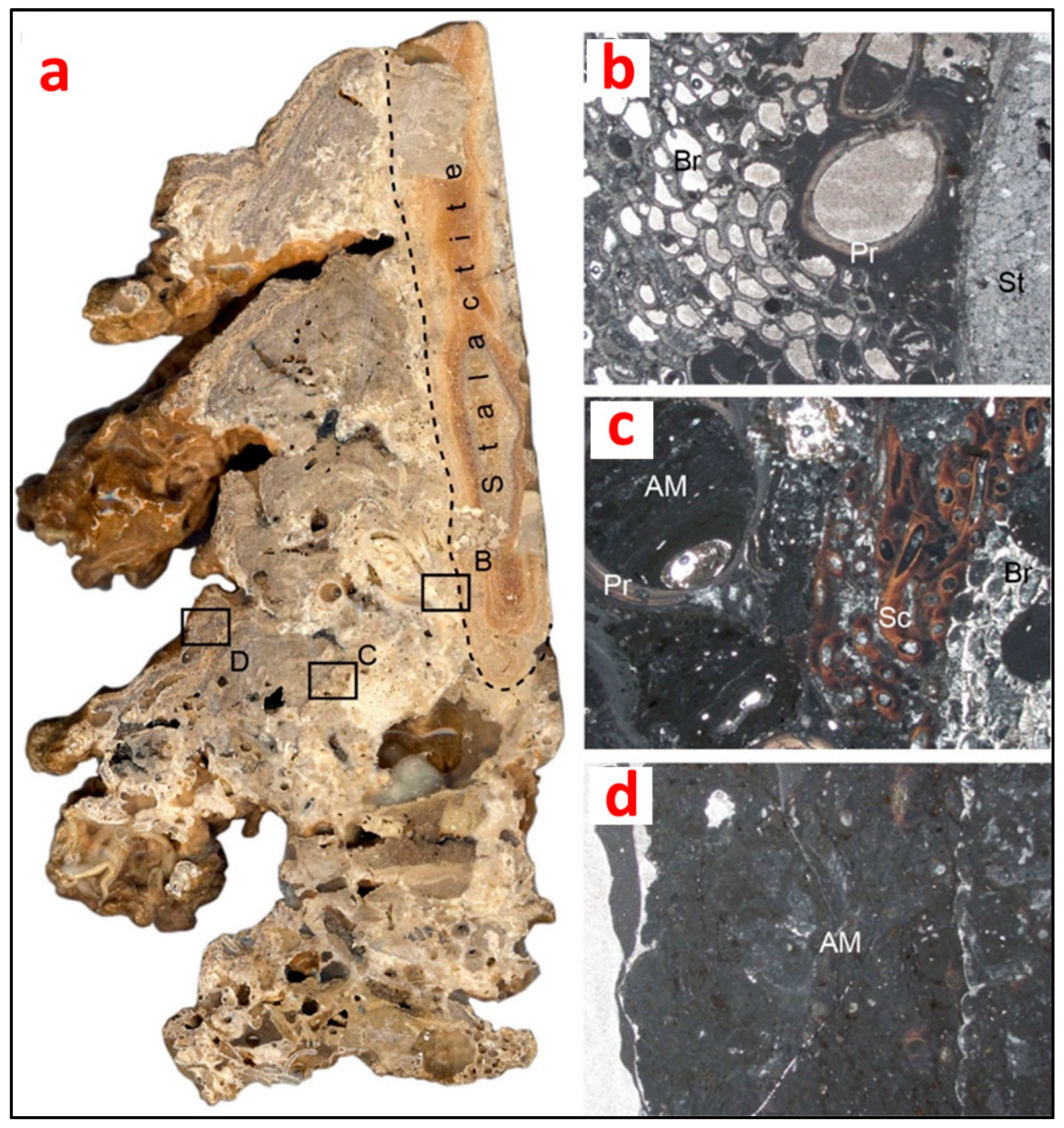 Diversity 14 00290 g003