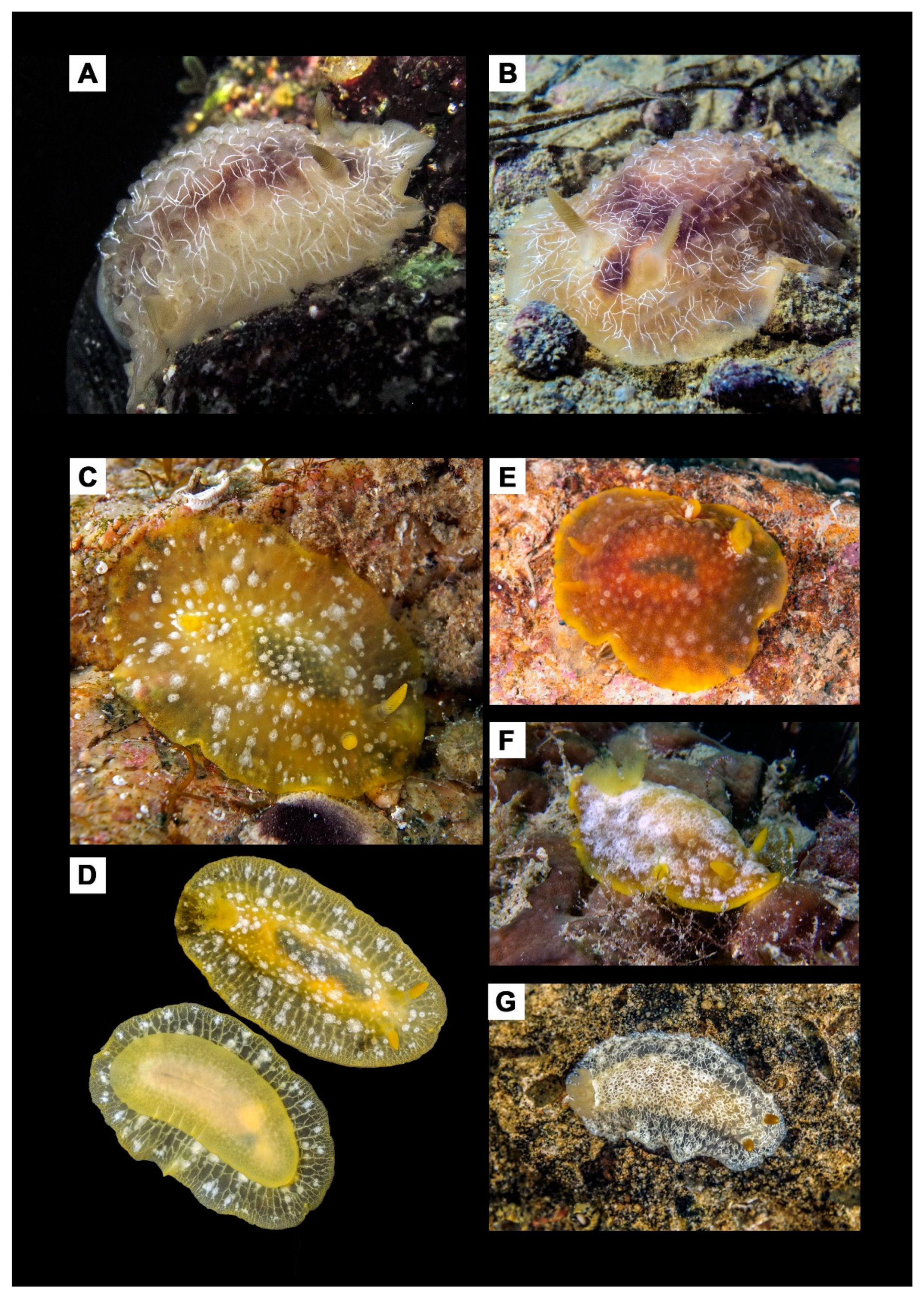 Diversity 14 00297 g004 Diversity 14 00297 g004