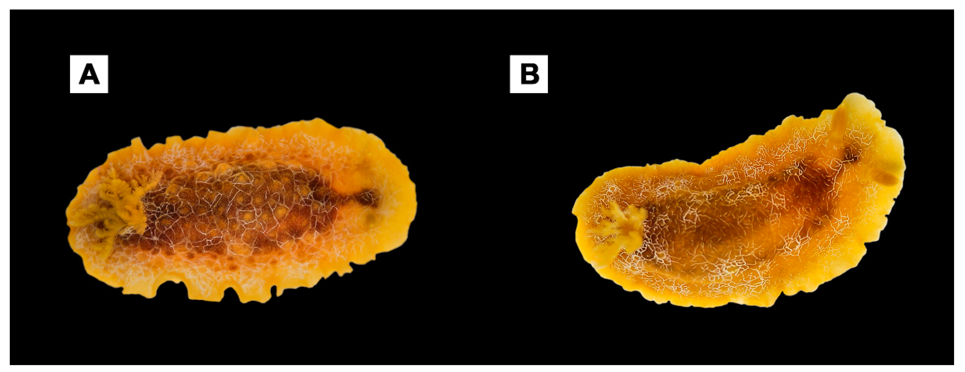 Diversity 14 00297 g005 Diversity 14 00297 g005