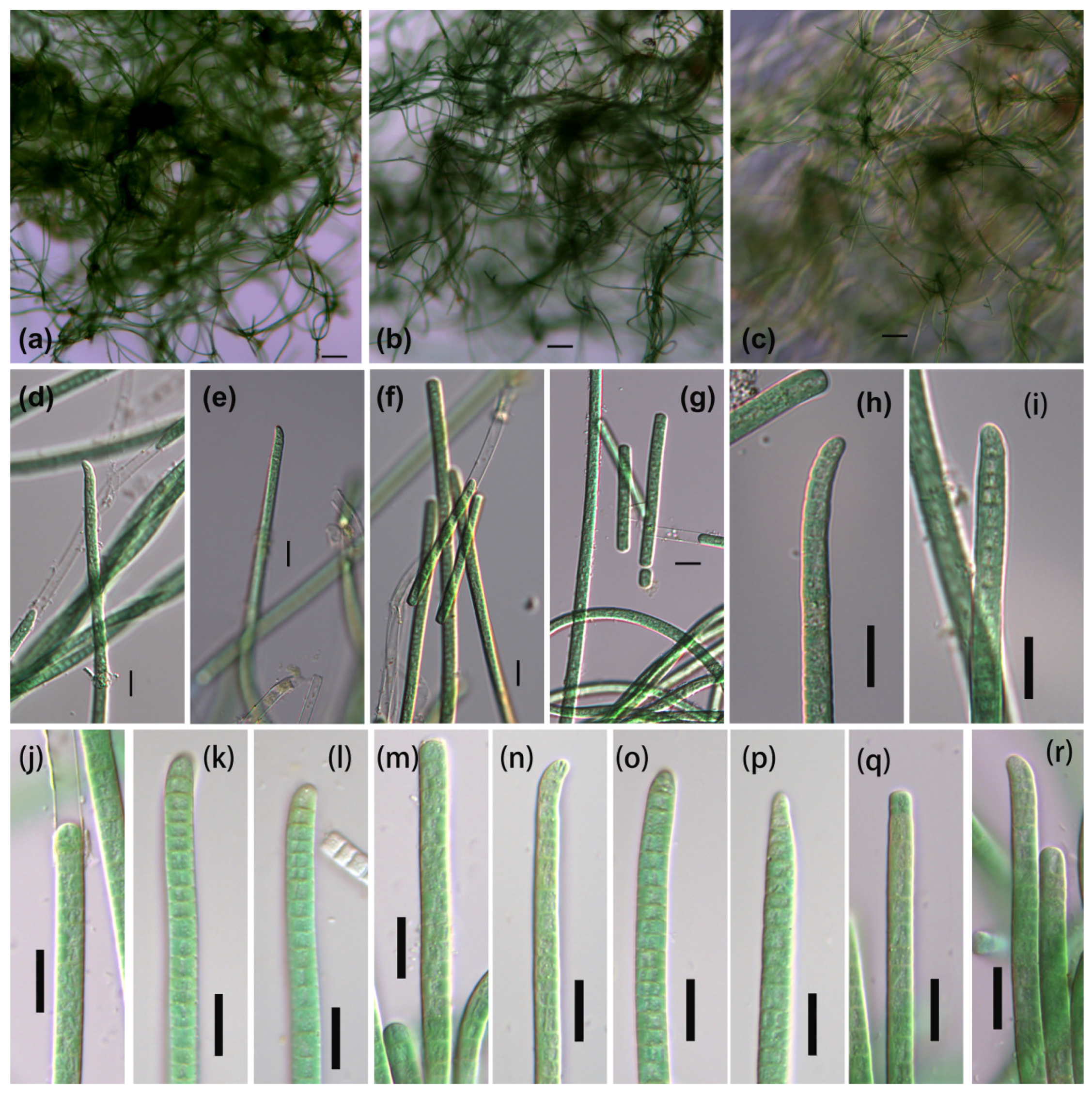 Diversity 14 00301 g003