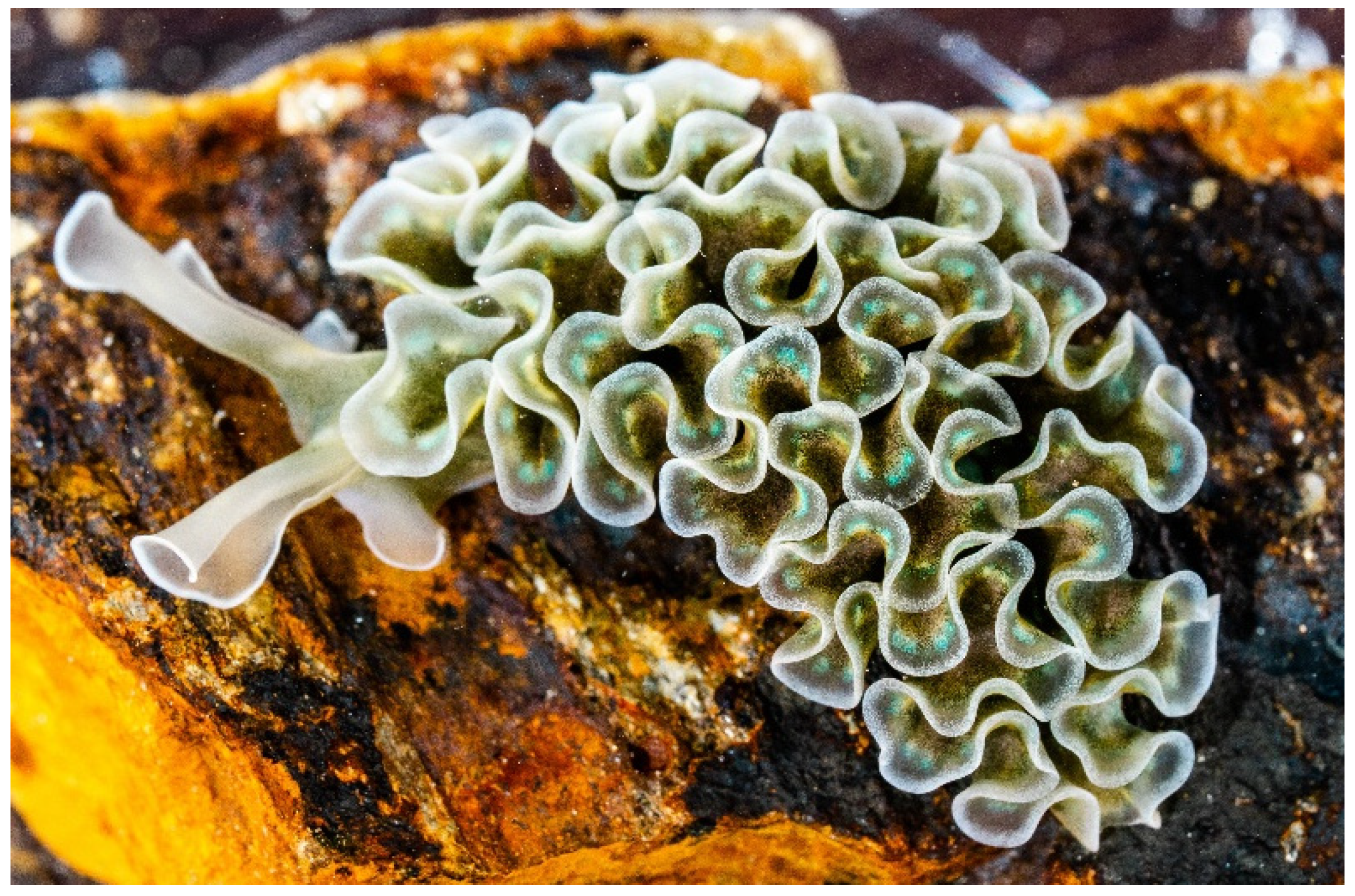 Diversity 14 00313 g001