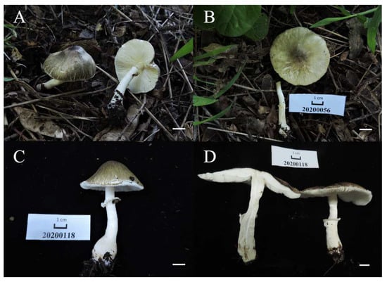 Diversity 14 00314 g004 550