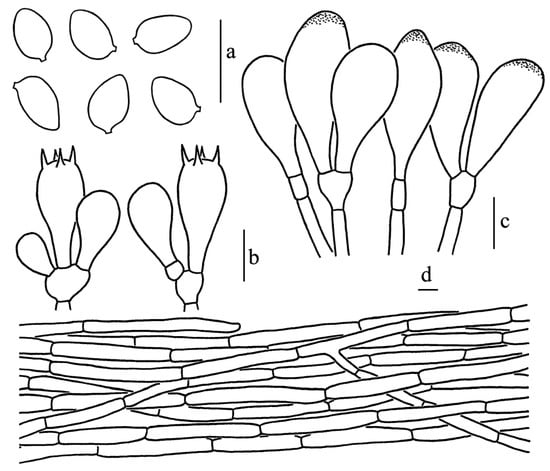 Diversity 14 00314 g005 550
