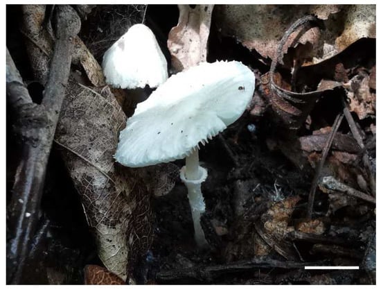 Diversity 14 00314 g008 550